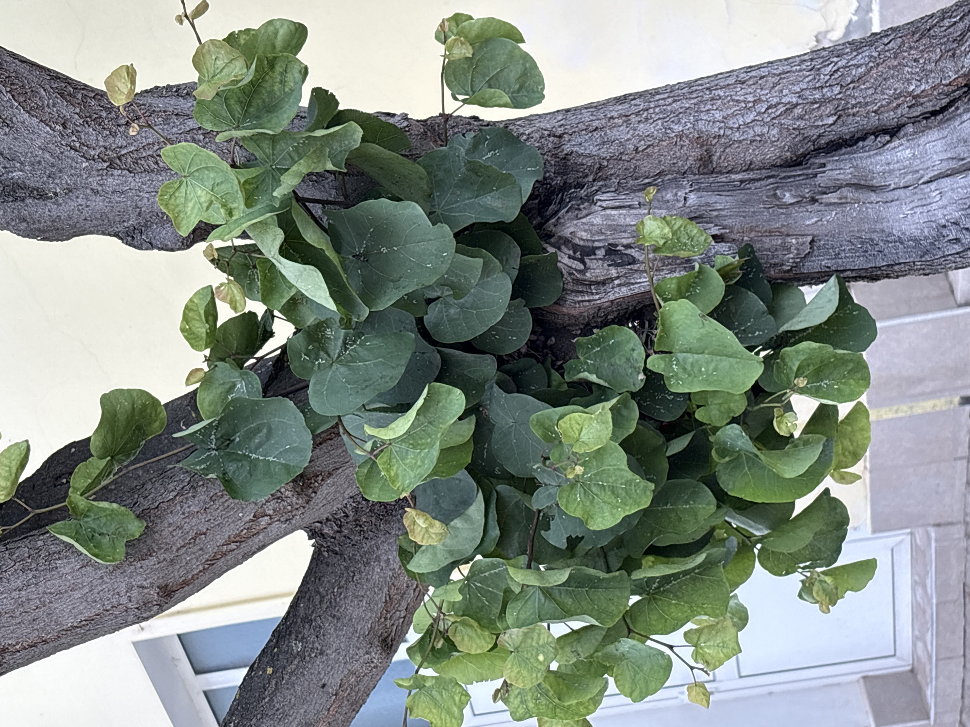 The image displays a mature tree with dark, textured bark and a dense cluster of green, heart-shaped leaves, situated against a light-colored building wall in Dve Mogili, Bulgaria. The tree's main trunk, exhibiting deep vertical furrows and a dark brown to grayish coloration, angles from the upper left towards the lower right. A prominent section of weathered, lighter gray wood with vertical splitting is visible on the right side of the primary trunk. Multiple branches, some with visible stems, support the abundant foliage which primarily emerges from the central and lower portions of the tree, partially obscuring the bark.

The leaves are predominantly medium to dark green, with several individual leaves displaying lighter green or yellowish tones, particularly at their edges or on younger growth. Many leaves exhibit irregular white speckling on their surfaces and visible light green venation. The leaf shape is consistently cordate (heart-shaped) or reniform (kidney-shaped).

In the background to the left, a cream-colored building wall features a white-framed window with a translucent blue pane. Below the window, a portion of a white-framed doorway or ground-level entrance is visible. The cream-colored wall continues along the right side of the image, showing areas of minor discoloration and surface degradation, consistent with peeling paint or plaster, in the lower right quadrant. The ground level at the bottom of the image reveals a light gray tiled or concrete surface. No individuals are present in the scene. The lighting conditions suggest daytime.