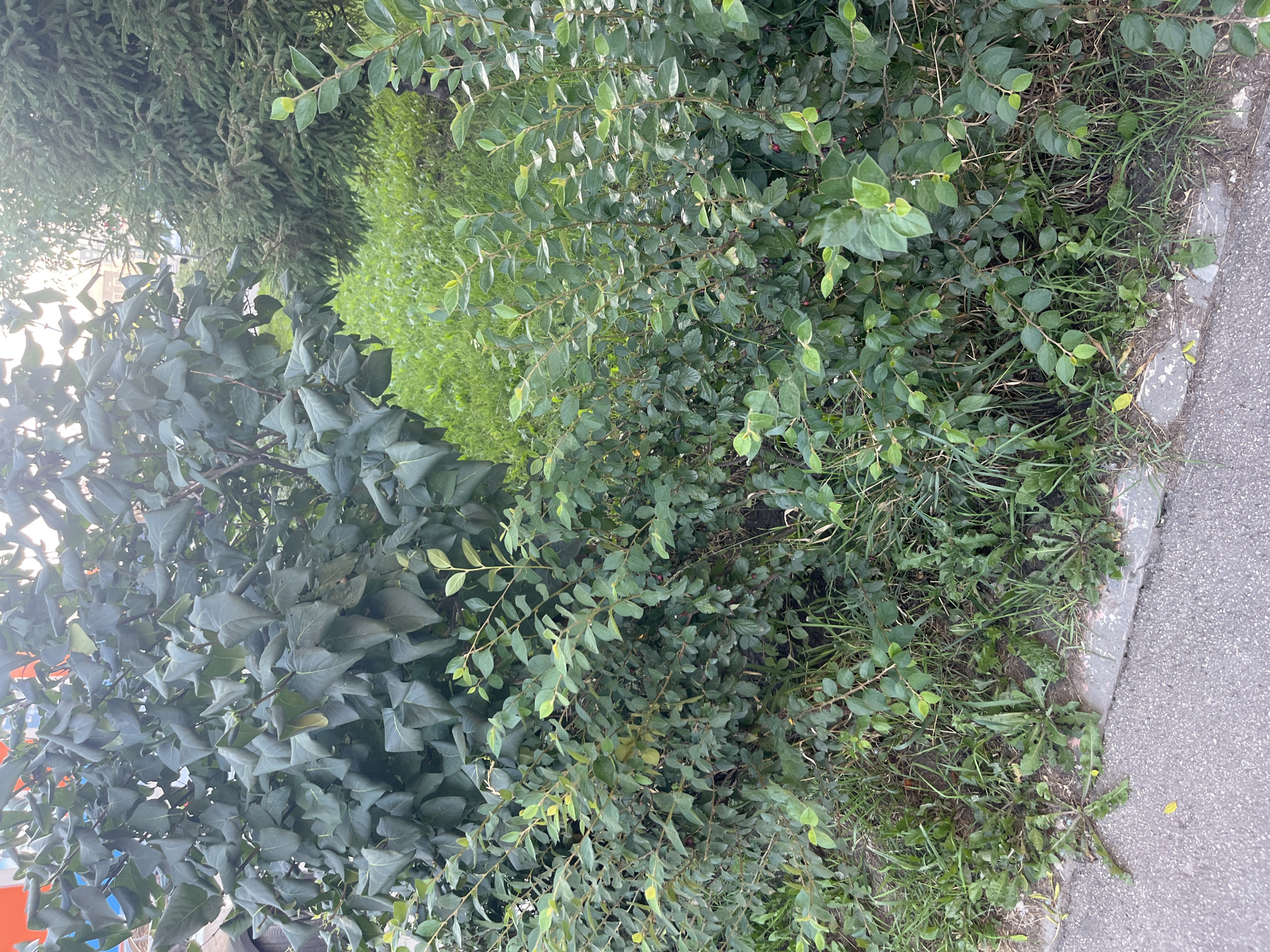The image shows an outdoor scene with various types of vegetation, including a large tree with dark green, somewhat wrinkled leaves in the upper left, a coniferous tree with dark green needles behind it, and several smaller bushes with lighter green leaves in the foreground and middle ground. Some of the smaller bushes have small dark red berries visible. The ground is covered with grass and weeds, and a paved surface, likely a sidewalk or road, is visible along the bottom left edge. The lighting suggests it is daytime, possibly late afternoon, with the sun casting a soft light. The setting appears to be urban or suburban, with a building partially visible through the foliage of the large tree. There are no people or animals in the image.