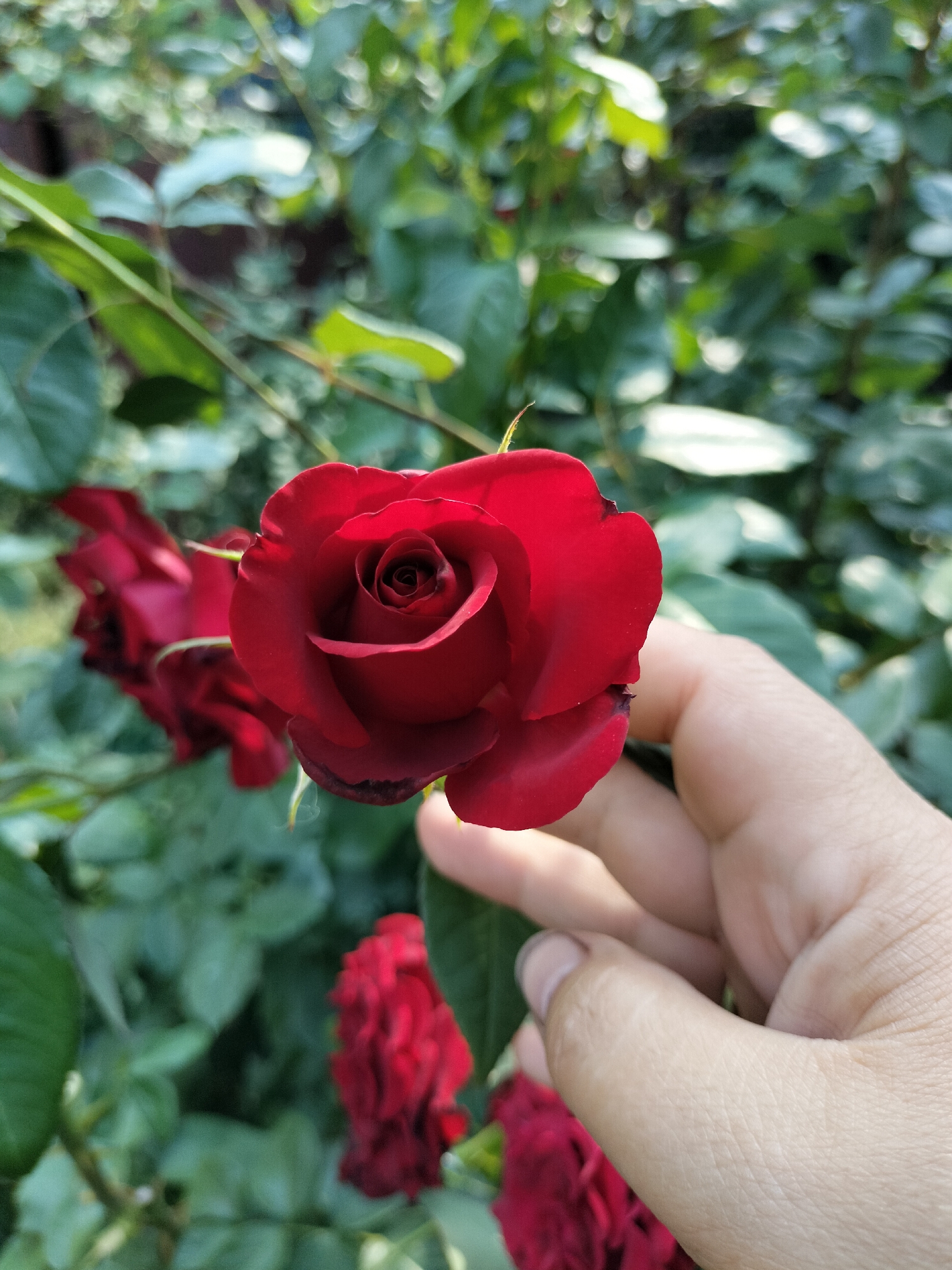 A close-up, eye-level, vertical shot focuses on a fully bloomed red rose, held delicately by a person's hand. The rose is the main subject, its velvety petals a deep, rich red with a tightly coiled center. The hand, appearing fair-skinned, is positioned in the lower right of the frame, with its fingers gently supporting the rose from beneath.
In the background, a lush green foliage of rose bushes creates a soft, blurred backdrop. Several other red roses, some fully bloomed and others appearing as wilting buds or spent blooms, are visible but out of focus, adding depth to the scene. The lighting suggests it is daytime, likely with dappled sunlight filtering through the leaves, creating subtle highlights and shadows on the rose and hand.
The setting is an outdoor garden, implied by the presence of rose plants and natural greenery. The overall mood is serene and contemplative, perhaps suggesting an appreciation for nature or a moment of quiet enjoyment. There is no visible text in the image. The location context is Kryvyi Rih, Ukraine.