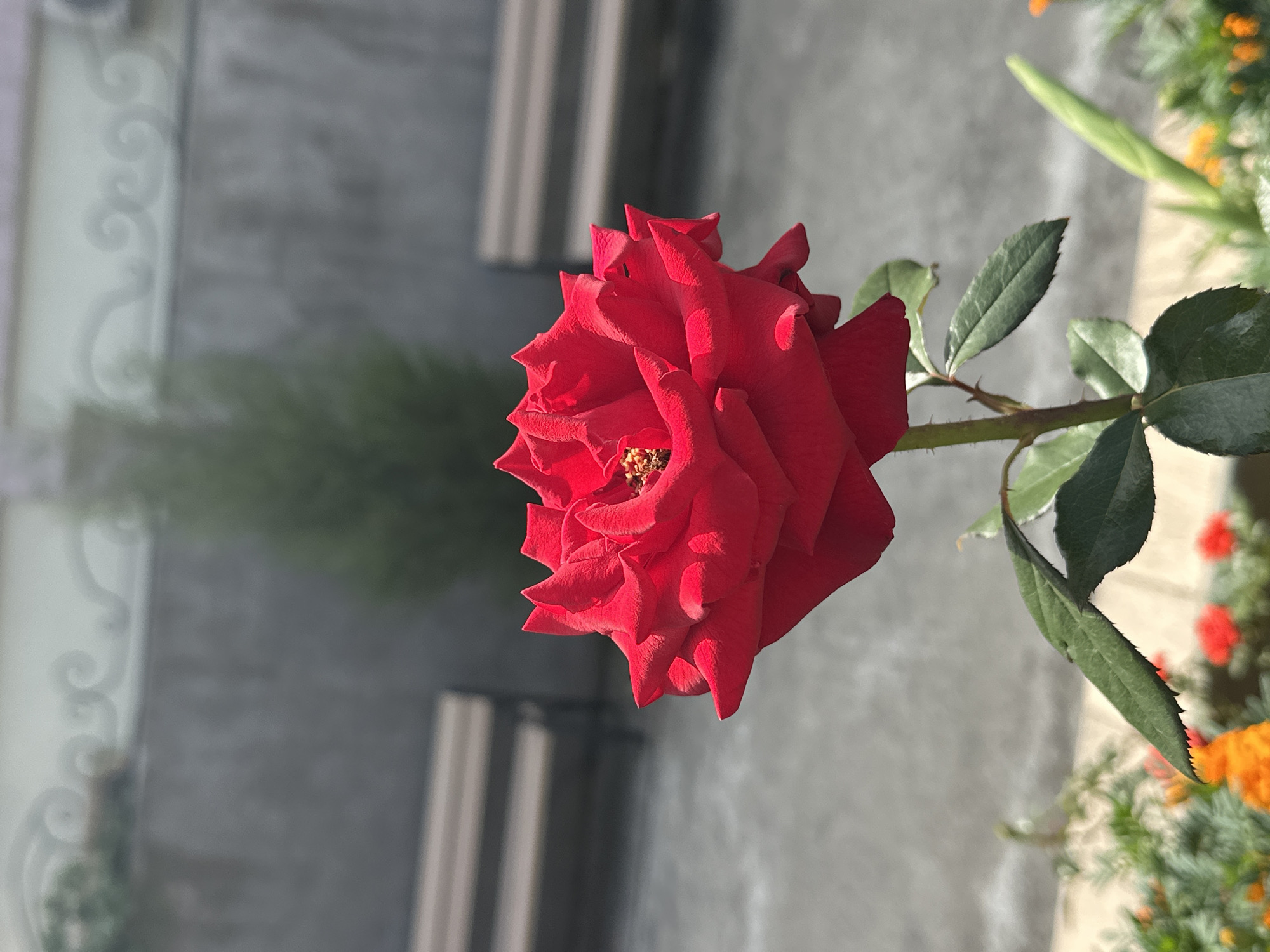 A close-up, eye-level shot captures a vibrant red rose in full bloom, its petals unfurling to reveal a golden center. The rose is the primary subject, positioned slightly to the left of the frame and in sharp focus. Its stem, dotted with small thorns, supports deep green leaves.
In the background, a blurred, gray concrete wall is visible, topped with a decorative, light-colored wrought-iron fence featuring ornate scrollwork. To the left of the wall, two empty, light-brown wooden benches are partially obscured by the fence. A slender, dark green evergreen tree stands in the middle ground, directly behind the rose. The ground in front of the wall appears to be paved with gray concrete. In the foreground, out of focus, are glimpses of smaller, colorful flowers, predominantly orange and red.
The lighting suggests a sunny day, with harsh shadows cast on the paved area. The overall environment appears to be an outdoor public space, possibly a park or garden within the city of Sochi, Russia, given the architectural style of the fence and the presence of benches and manicured greenery. There are no people visible in the image.