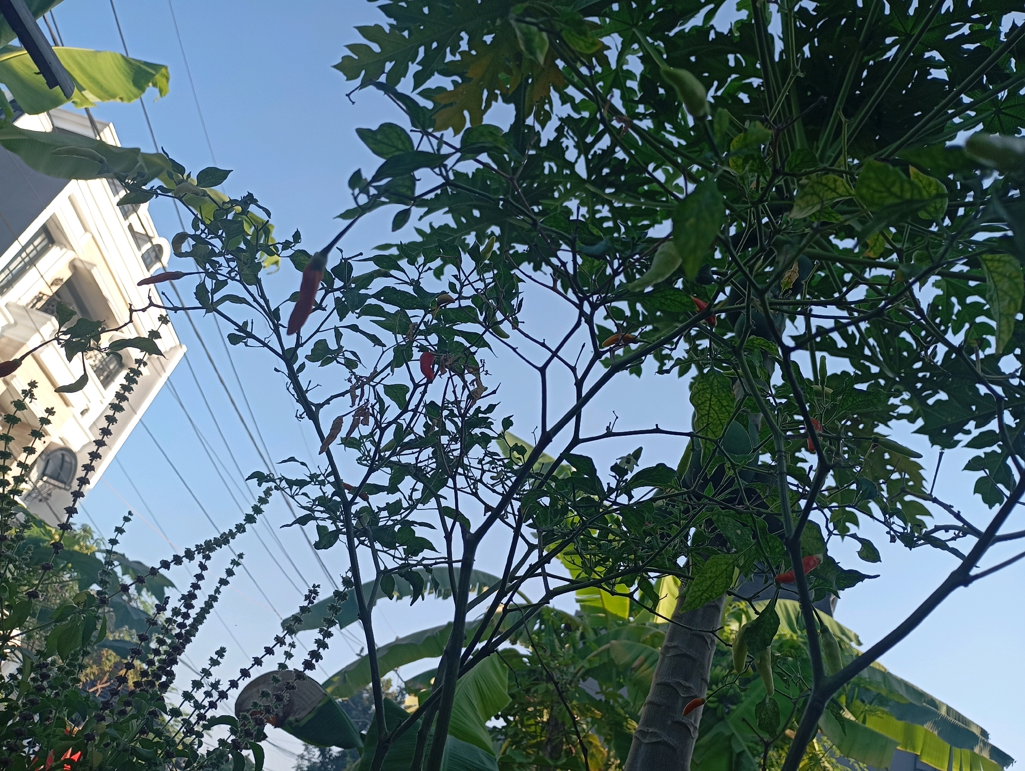 The image, taken in Ketegan, Indonesia, captures a low-angle view of dense green foliage against a clear blue sky. In the background, a multi-story building with a pale facade and arched windows is visible on the left. Several power lines stretch diagonally across the sky. Prominently featured are chili plants with their slender, red and green fruits. The foreground is dominated by the branches and leaves of these plants, as well as other lush green vegetation, including what appear to be banana leaves. The scene is illuminated by natural daylight, casting soft shadows.