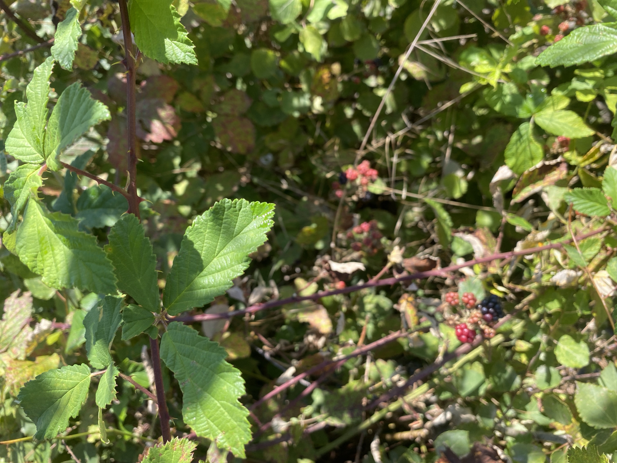 The image displays a close-up view of thorny blackberry bushes with green leaves and several ripening berries. Some berries are red, indicating they are not yet ripe, while others are dark purple, suggesting they are ripe. The scene is set outdoors in a natural environment, likely a rural area. The lighting suggests it is daytime. There are no people or animals visible in the image. The location is identified as Aderbievka, Russia.