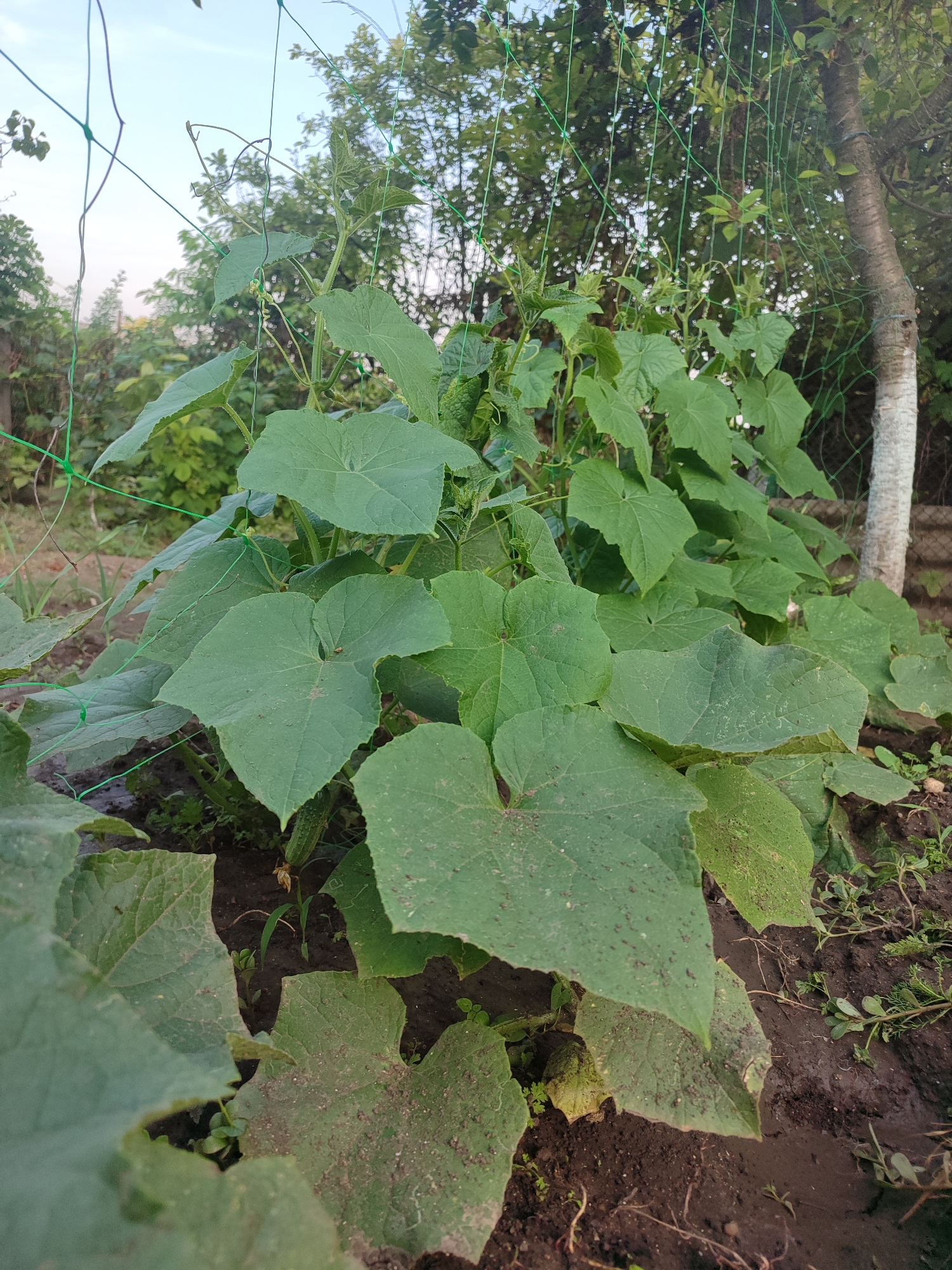 The image depicts a garden scene in Grigoriopol, Moldova, featuring a cucumber plant with large, green leaves supported by a green mesh trellis. The plant is growing in dark soil, and a small cucumber is visible near the base. In the background, a tree trunk with white bark is present, and the sky is partially visible through the foliage. The overall impression is one of natural growth in an outdoor setting.