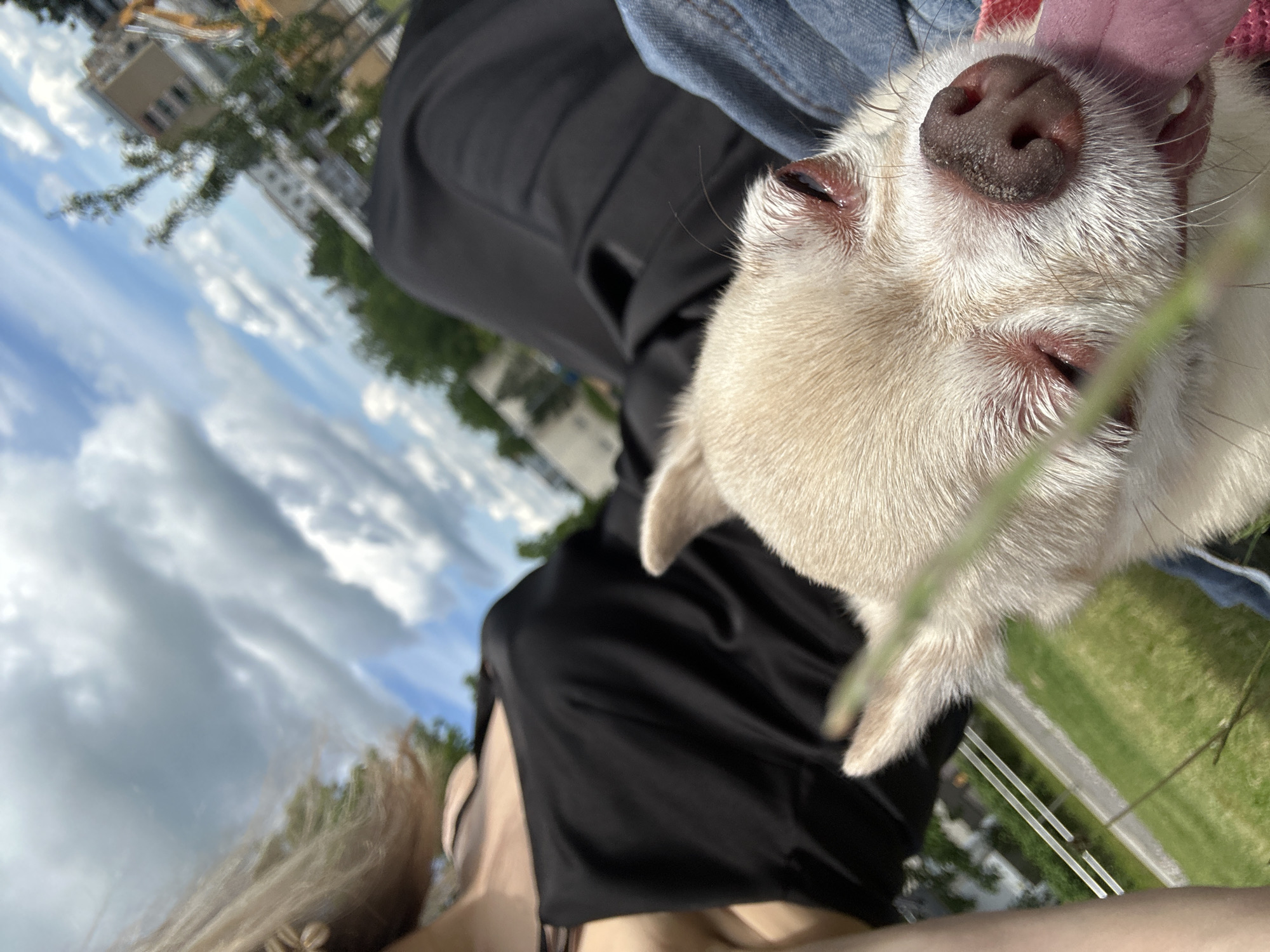 A close-up, fisheye perspective shot shows a small, light-colored dog with its eyes partially closed and tongue sticking out, resting against the chest of a person wearing a black dress. The person's arm is visible on the left, and their blonde hair is slightly out of focus at the top right. The background is a blurred landscape of green grass, a pathway, trees, and buildings under a cloudy blue sky, suggestive of an outdoor urban setting like the area near the Riihimäki railway station in Finland, possibly during warmer weather.