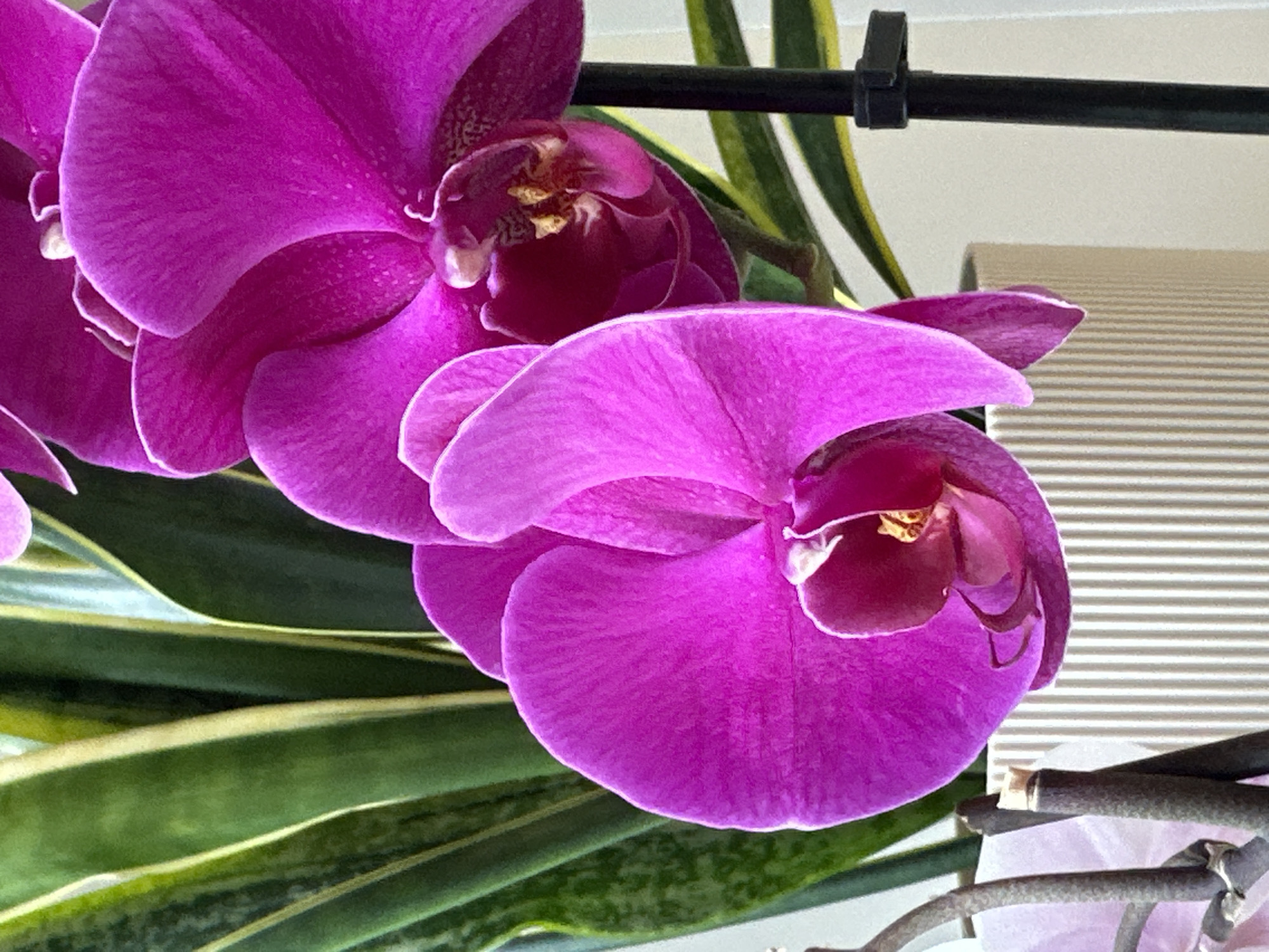 A close-up shot showcases vibrant magenta orchid blooms in the foreground, with their delicate petals gracefully unfurling. Behind the orchids, the variegated green leaves of a snake plant add a contrasting texture and color. The orchids are positioned in front of a ribbed planter and a black stake supporting the flowers. The scene is lit with soft, natural light. The image does not contain any identifiable landmarks or features that would indicate a specific location within Uva, Russia.