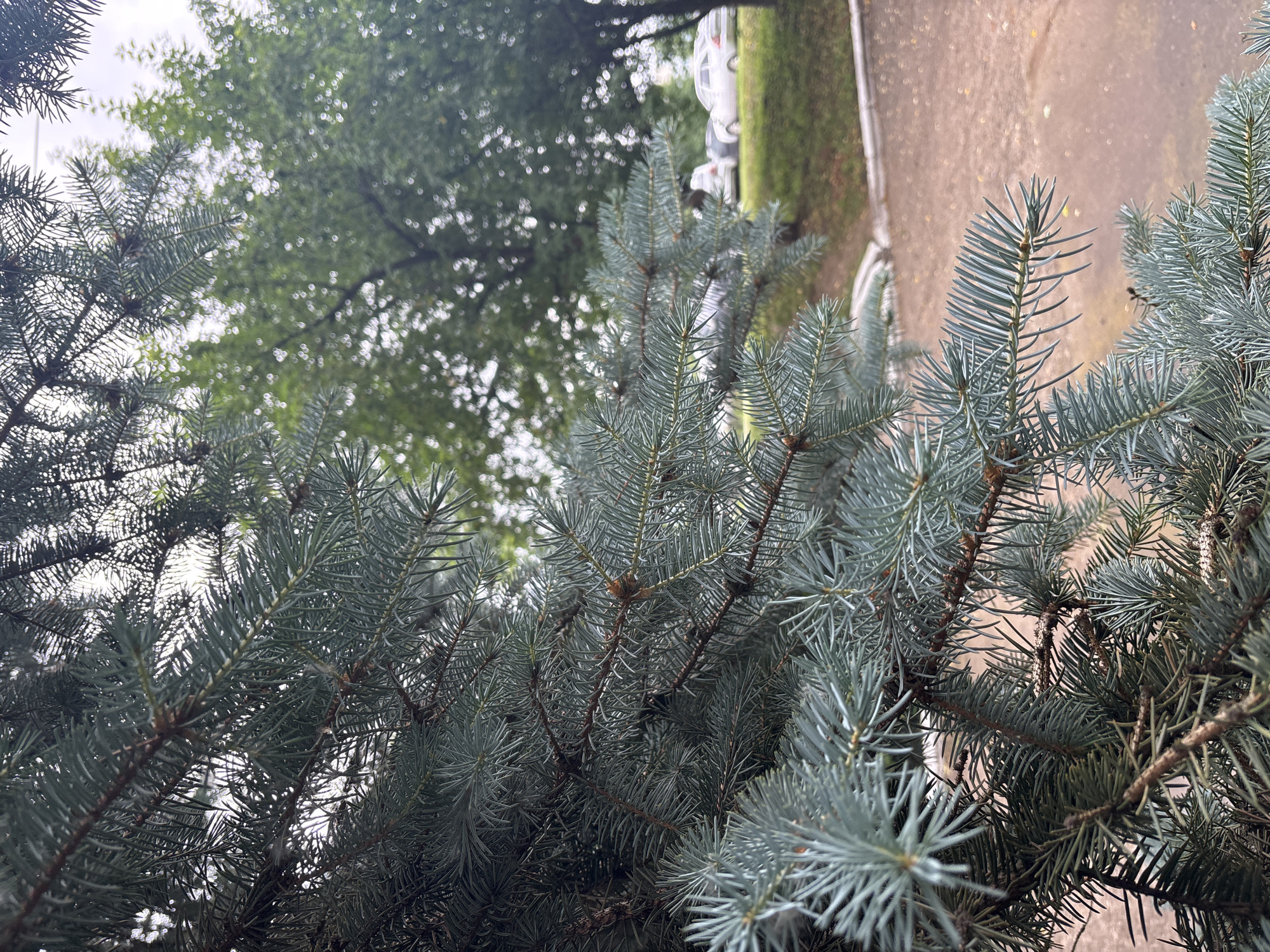The image shows a close-up of blue spruce branches in the foreground, with a blurred background of green trees, a grassy embankment, a paved area, and parked cars. The scene appears to be outdoors, likely in a residential or park area. The lighting suggests it could be an overcast day. The location is identified as Chaikovsky, Russia.