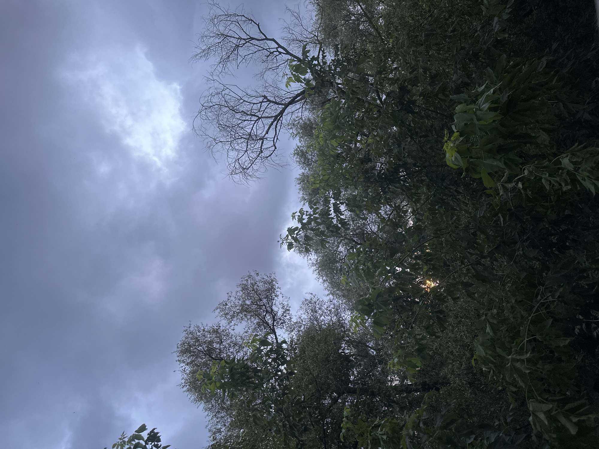This image, taken in Perm, Russia, captures a natural scene dominated by lush green foliage and a dramatic sky. The foreground is filled with dense trees and bushes, their leaves varying in shade from deep green to lighter hues. A bare, skeletal tree with intricate branches stands out against the sky on the right side of the frame. The sky itself is filled with heavy, gray clouds, with a patch of brighter light peeking through in the upper center, suggesting either the sun attempting to break through or the aftermath of a storm. The overall impression is one of a moody, overcast day in a natural setting.
