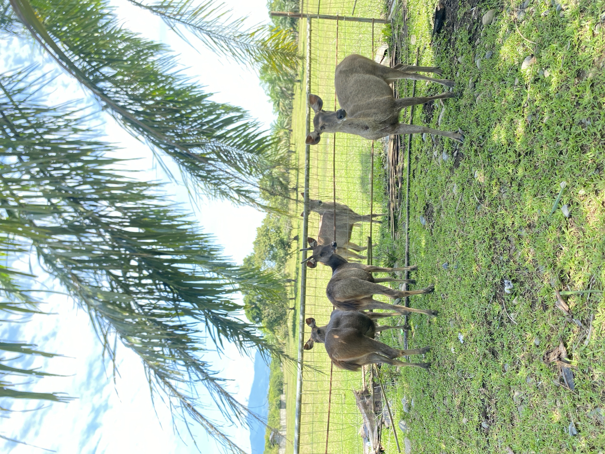 A group of deer is enclosed by a wire fence. The deer are standing in a grassy field. Behind the fence, there is a field and trees. Palm fronds are visible in the foreground. The location is Unknown, Indonesia.