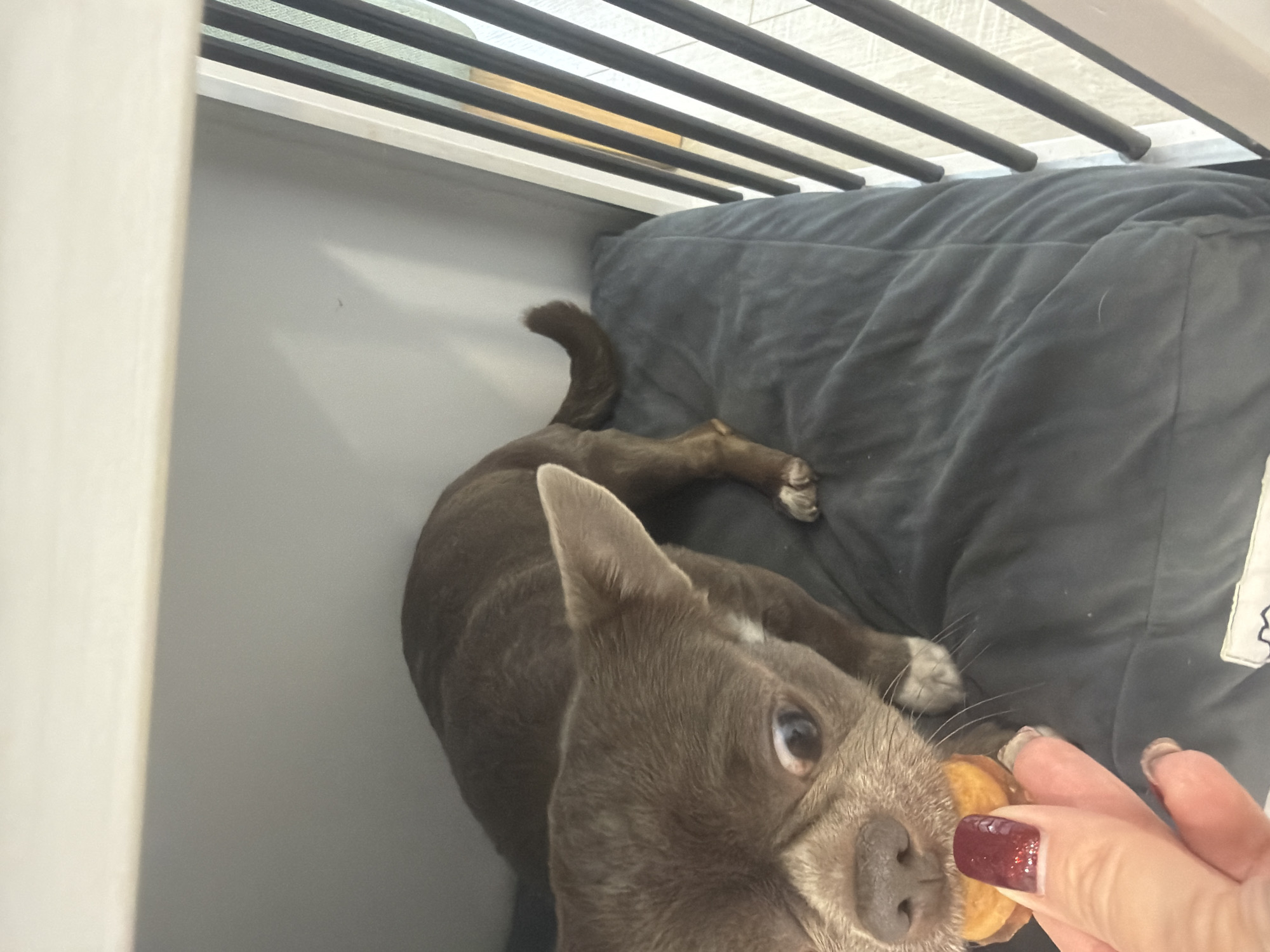 A small, short-haired brown dog lies on a dark grey cushion inside a grey structure, possibly a dog crate or bed. The structure has horizontal black bars across the top. A person's hand is holding a small, round, yellow treat near the dog's mouth. The person has manicured nails painted with a deep red, glittery polish. The dog is looking up at the treat. The location is not identifiable as Votkinsk, Russia from the available information.
