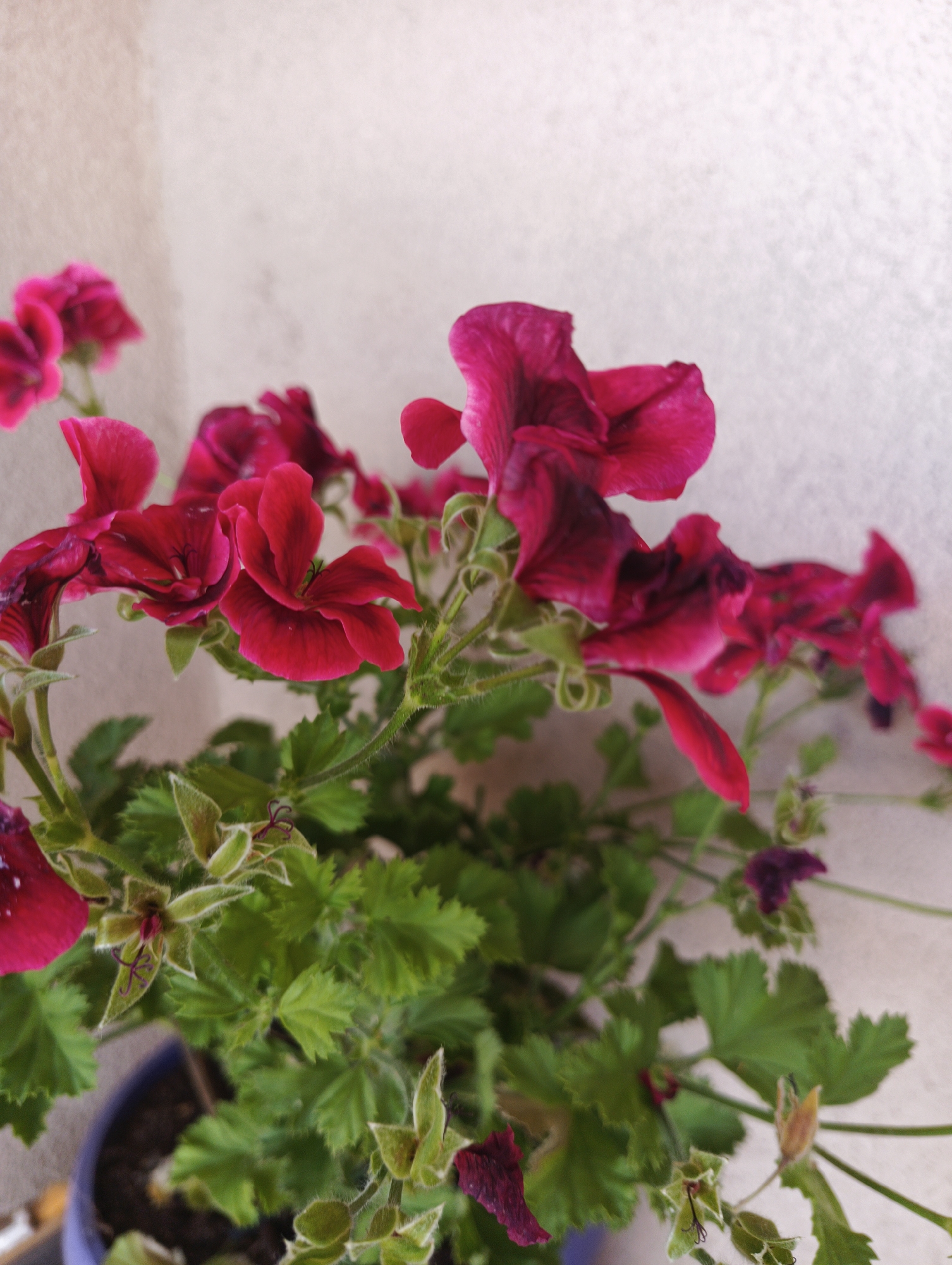 The image is a close-up, vertical shot of a flowering plant, likely a geranium, with deep red or magenta petals. The flowers are in various stages of bloom, with some fully open and others unfurling. The petals appear delicate and somewhat velvety, with darker, almost black markings towards the center of some blooms. The leaves are green, serrated, and covered in fine, fuzzy hairs, typical of many geranium varieties. Some of the leaves and stems also exhibit this hairy texture. The plant is in a blue pot, visible at the bottom left corner. The background is a textured, light-colored wall, likely an exterior surface, which is out of focus and serves to highlight the plant. The lighting suggests it is daytime, possibly overcast or in shade, as there are no harsh shadows. There are no people or animals present in the image. The scene is static, focusing solely on the botanical subject. The image does not contain any specific visual cues that would allow for the identification of its precise location within the city of Karnobat, Bulgaria.