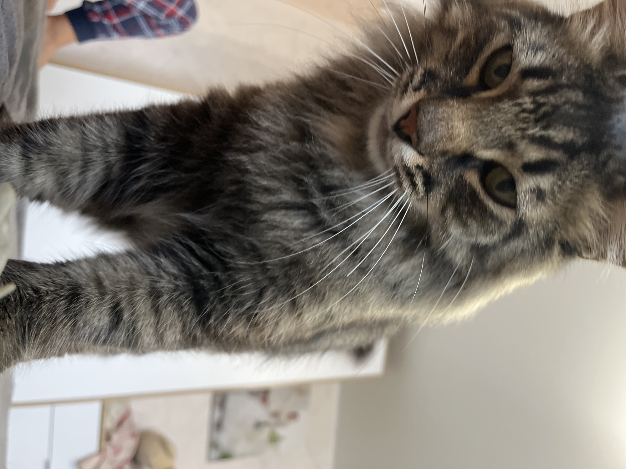 A close-up, low-angle, portrait-style photograph shows a long-haired tabby cat with dark brown, gray, and black stripes. The cat's face is dominant in the frame, with its head tilted downwards. Its yellow-green eyes are partially closed, and its whiskers are prominent. The cat's fur appears thick and slightly disheveled. The background is blurred, but appears to be an indoor setting with a light-colored wall or furniture. A portion of a person's leg, wearing plaid pants, is visible in the lower left of the frame. There are no visible signs or indications that this image was taken in Krasnyye Barrikady, Russia.