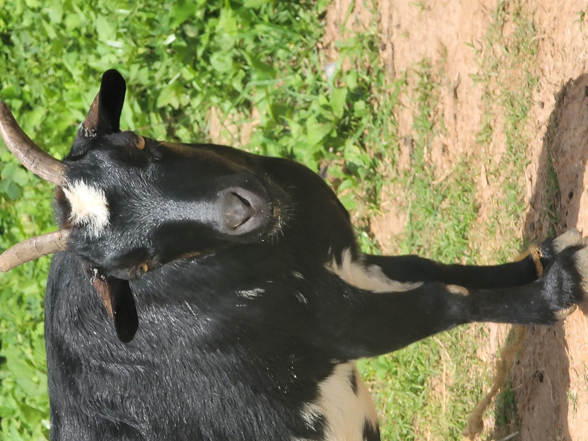 This media file is a photograph of a black and white goat lying down on a patch of dirt and grass. The goat is mostly black with white markings on its face and flank. It has short, curved horns and a prominent snout. The goat's head is turned, and its eyes are partially closed, giving it a relaxed appearance. The background consists of green foliage and sandy soil, suggesting an outdoor setting in a rural or natural environment. The lighting indicates it is daytime, likely sunny due to the bright illumination and shadows. The overall scene appears peaceful and idyllic, capturing a moment of rest for the animal. No text is visible in the image.