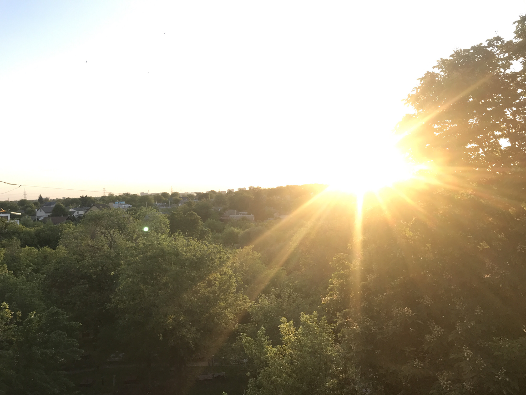 The image shows a cityscape in Kharkiv, Ukraine during the sunset. The sun is positioned at the horizon, partially obscured by a large tree in the right foreground. The sunlight creates a strong glare with radiating rays across the sky and foliage. Below the horizon are multiple buildings and trees in the distance. Some power lines are faintly visible in the upper left. The predominant colors in the image are golden yellow, green, and brown.