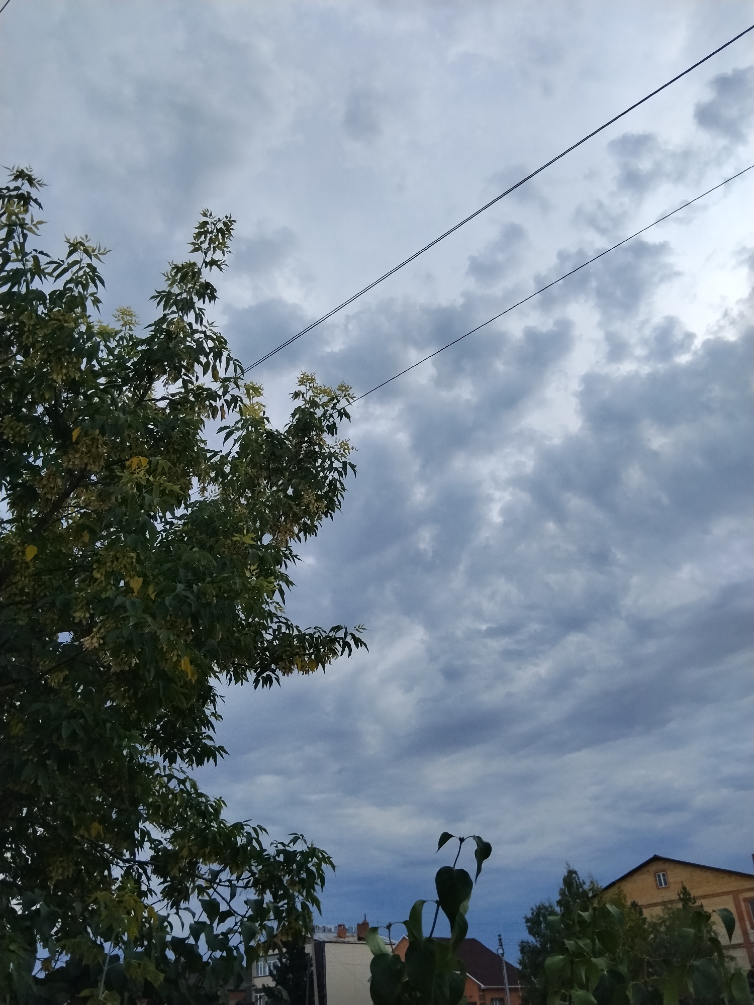 A low-angle, medium shot captures a cloudy sky over Kokshetau, Kazakhstan. In the foreground, a tree with dense green foliage and seed pods dominates the left side of the frame, reaching upwards towards the overcast sky. Two parallel dark power lines cut across the upper portion of the image. In the background, the rooftops of several buildings are visible, some with red tile roofs and others with lighter colored facades. The overall atmosphere is one of a slightly overcast day.