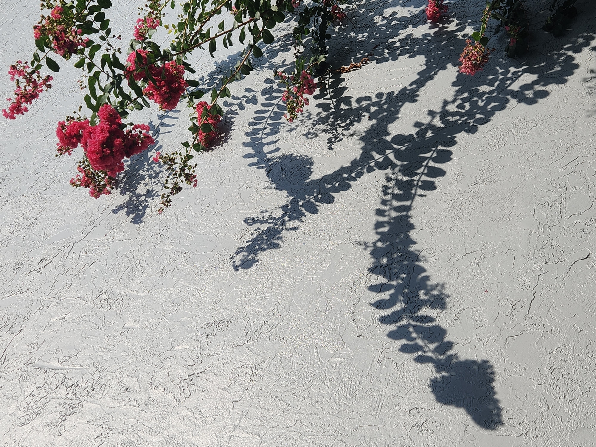 A close-up, high-angle shot captures a section of a light gray, textured stucco wall in Altamonte Springs, United States of America, where a branch of pink crepe myrtle flowers and leaves casts a prominent shadow. The wall's surface is uneven with visible trowel marks and small divots. The crepe myrtle branch, adorned with clusters of small, fuchsia-pink blooms and dark green leaves, enters the frame from the top right and extends diagonally across the wall towards the lower left. The shadow it casts is detailed, clearly delineating the shapes of the leaves and the delicate structure of the flower clusters, with some areas of shadow appearing darker and more defined than others. The lighting suggests a sunny day, casting the shadow onto the wall. There are no people or animals visible in the image. The scene appears to be an outdoor environment, possibly a residential or commercial building exterior.