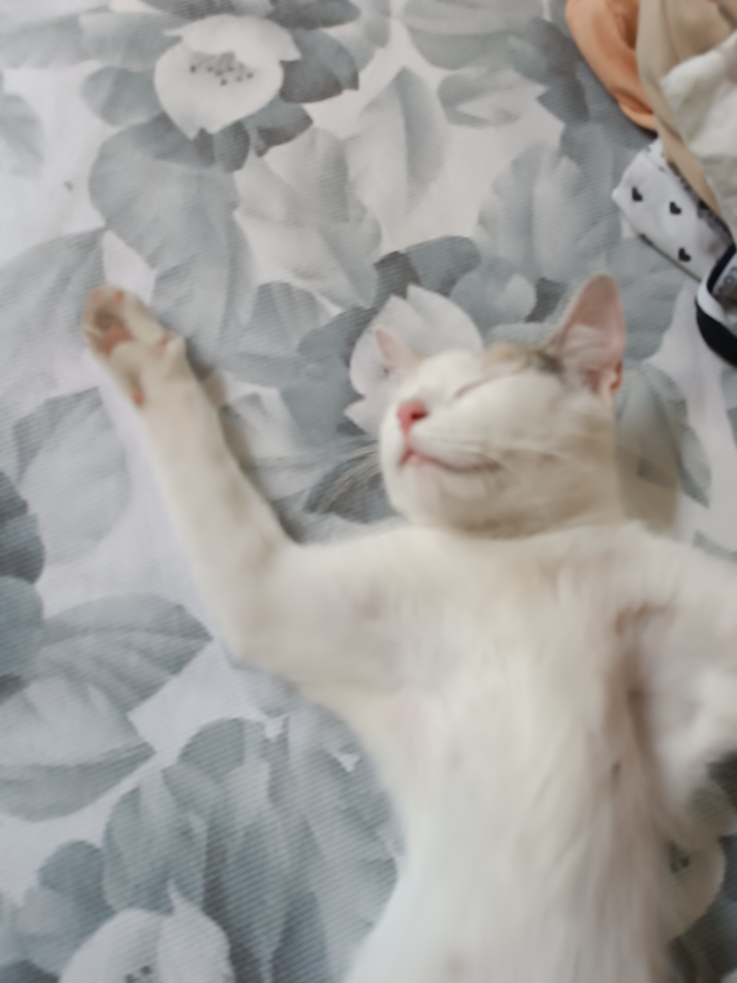 A white cat with some brown markings is lying on its back on a floral-patterned surface, likely a bed or couch. The cat's eyes are closed, and its mouth is slightly open, suggesting it is sleeping or resting. One of its front legs is extended upwards and to the side. The background consists of a light-colored fabric with a gray floral print. To the right of the cat, there are some folded pieces of clothing, including one with a light orange hue and another with a white pattern of small black hearts. The scene appears to be indoors, possibly in a domestic setting. The image was taken in Viadana, Italy.