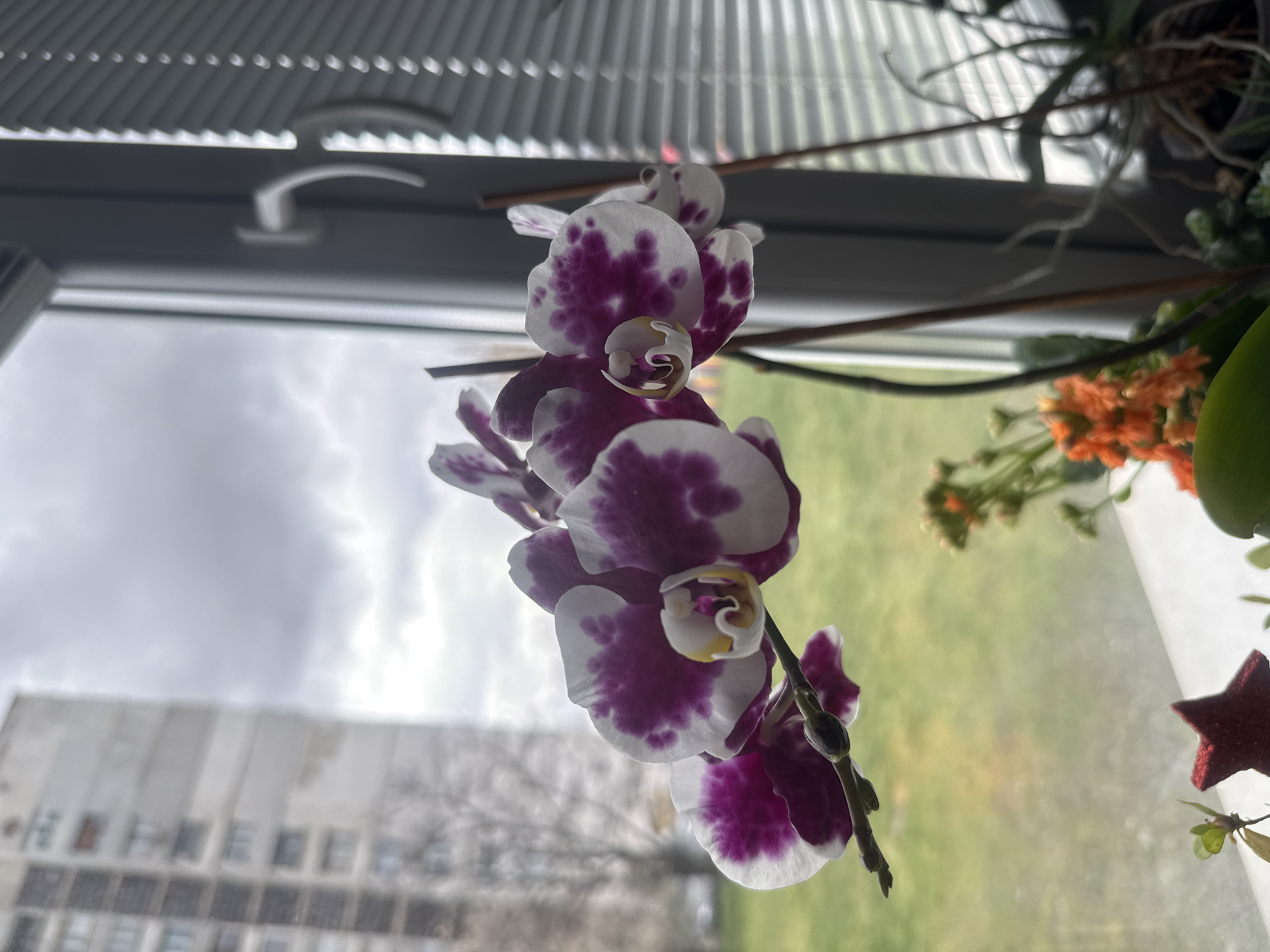 The image shows a close-up of a purple and white orchid in bloom, positioned indoors near a window. Behind the orchid, there is a blurry view of a building and greenery outside, suggesting an urban environment. The window has white blinds. There are other plants visible near the orchid. Based on the architectural style of the building visible through the window and the overall visual impression, this could be in Sofia, Bulgaria.
