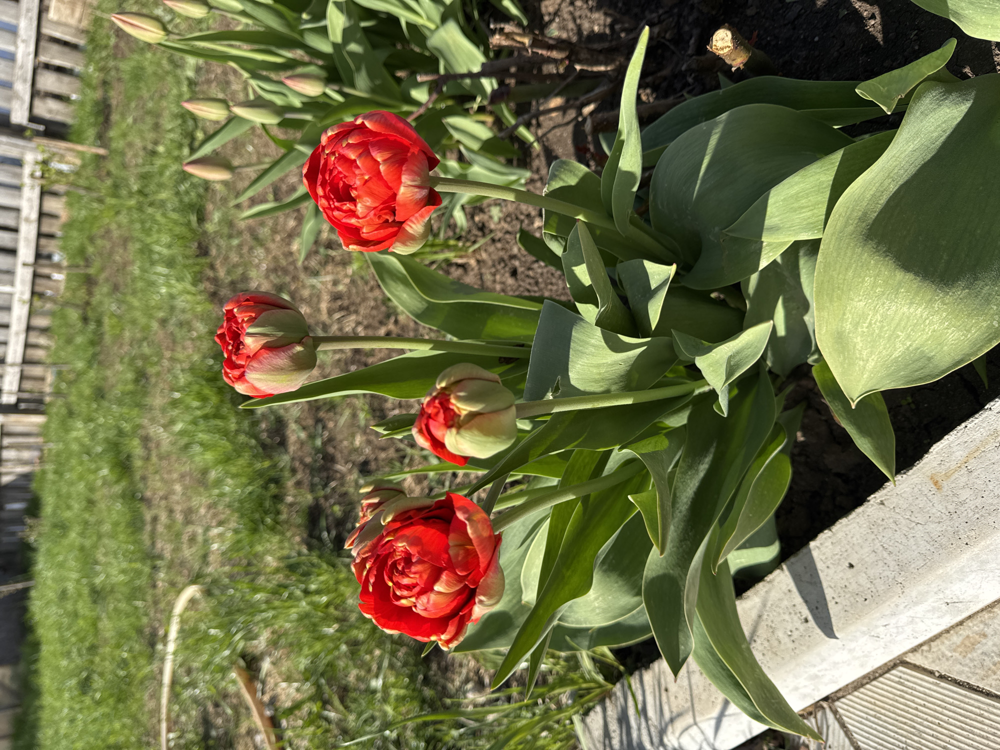 The image shows a cluster of red and green tulips in a garden setting. The tulips are in various stages of bloom, with some fully opened and others still in bud. The leaves of the tulips are a vibrant green. The background includes green grass and a partially visible wooden fence. The location is likely a garden in Chaikovsky, Russia, based on the user prompt. The overall environment appears to be sunny.