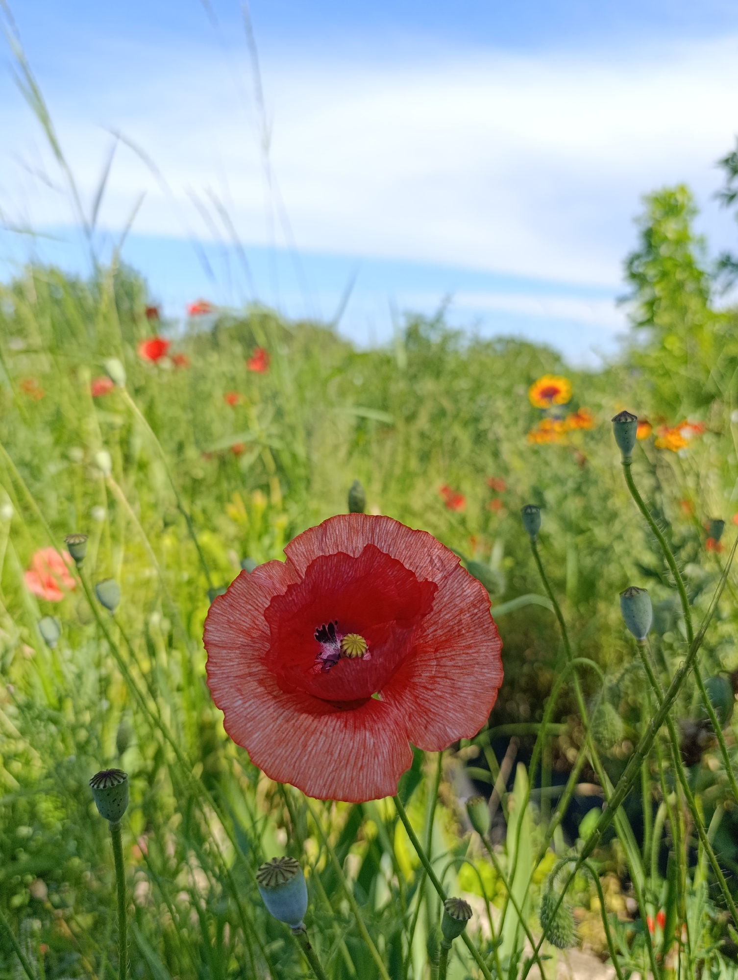 The image depicts a close-up view of a vibrant red poppy in a field of green grass. The poppy, in full bloom, is the central subject, with its delicate, crinkled petals radiating outwards. The flower's center reveals a dark hue with yellow stamens. Surrounding the poppy are several seed pods, characteristic of the poppy plant, in various stages of development, some appearing green and plump, others dried and brown.
In the background, the field extends into a blurred expanse of green foliage, interspersed with other red and yellow flowers, suggesting a meadow or a garden in bloom. The sky above is a clear, bright blue with a few wispy white clouds, indicative of a sunny day. The lighting suggests it is daytime, likely mid-morning or afternoon. The overall mood is serene and natural, capturing the beauty of a summer landscape. There is no visible text in the image.