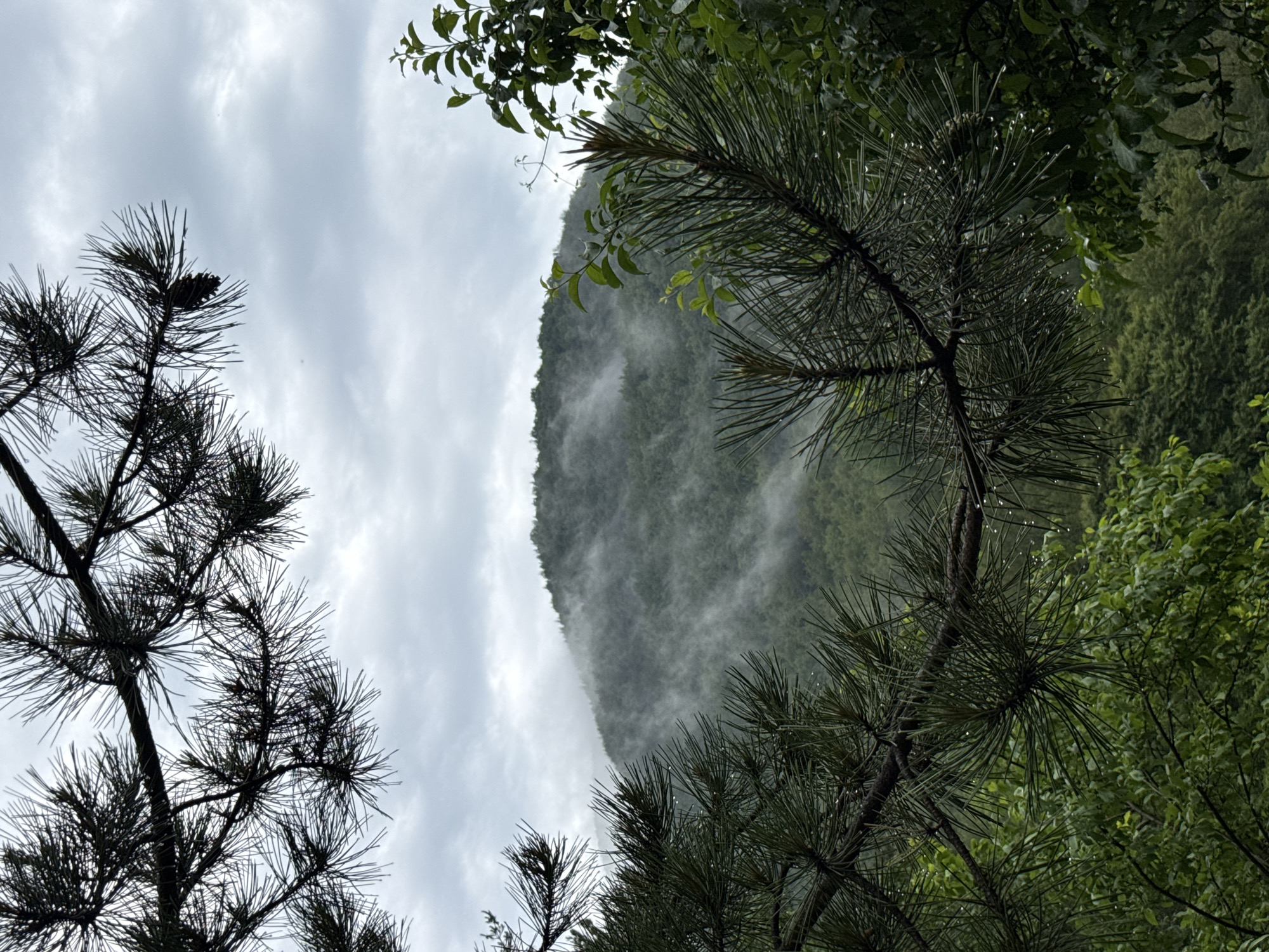 The scene is a natural landscape located in Chubrika, Bulgaria, captured under an overcast sky. The foreground is framed by the dark silhouettes of pine branches at the top and by vibrant green pine branches with numerous small, clear water droplets clinging to their needles at the bottom and right. A single pine cone is visible on an upper-right pine branch. Additional green foliage with broader leaves and water droplets is present on the right side of the frame. The midground and background feature a densely forested mountain or large hill, covered in various shades of green trees. White to light gray wisps and blankets of fog or mist are visibly clinging to and partially obscuring the slopes of the mountain, particularly across its mid-section. The sky above the mountain is uniformly cloudy, displaying various tones of gray and white, indicating diffused light conditions. No human subjects, animals, or man-made structures are visible within the image.