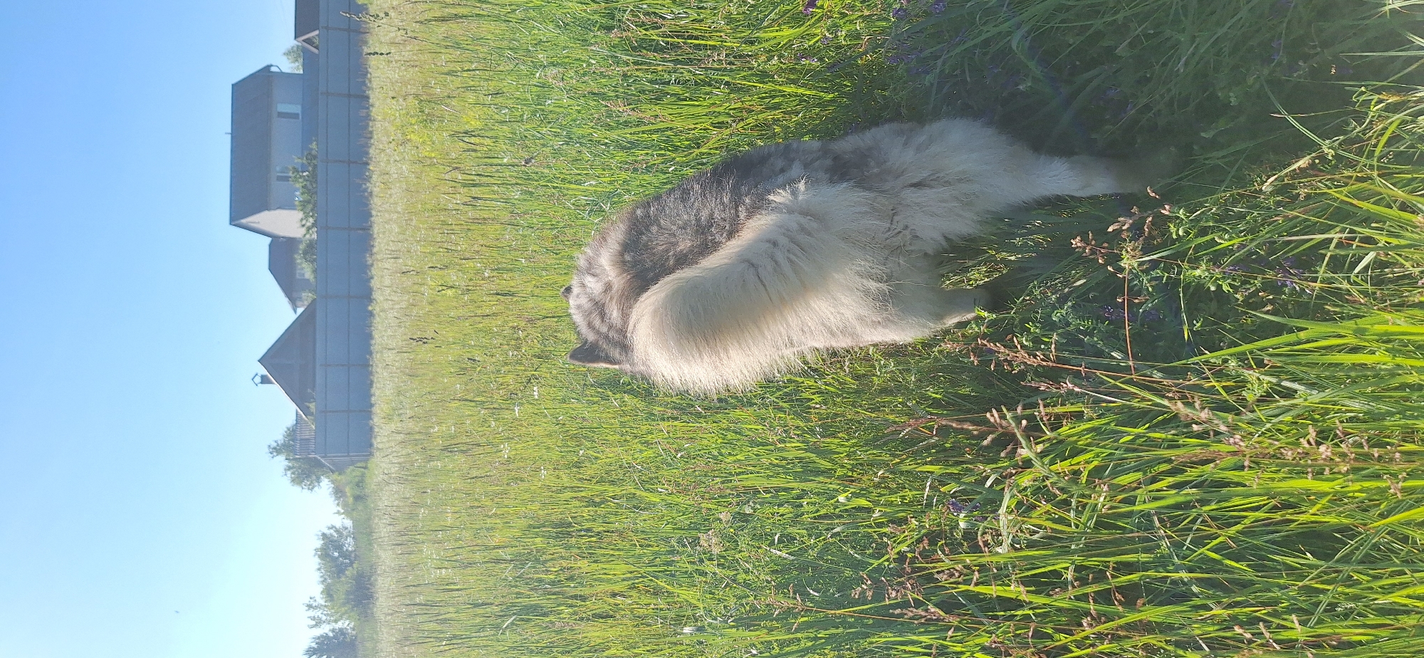 A husky dog with grey and white fur walks through a field of tall green grass and wildflowers. The dog's tail is fluffy and white and curls up over its back. In the background, a grey fence runs horizontally across the image, with houses and trees visible behind it. The sky is a clear, bright blue. The scene appears to be in a rural or suburban area on a sunny day.