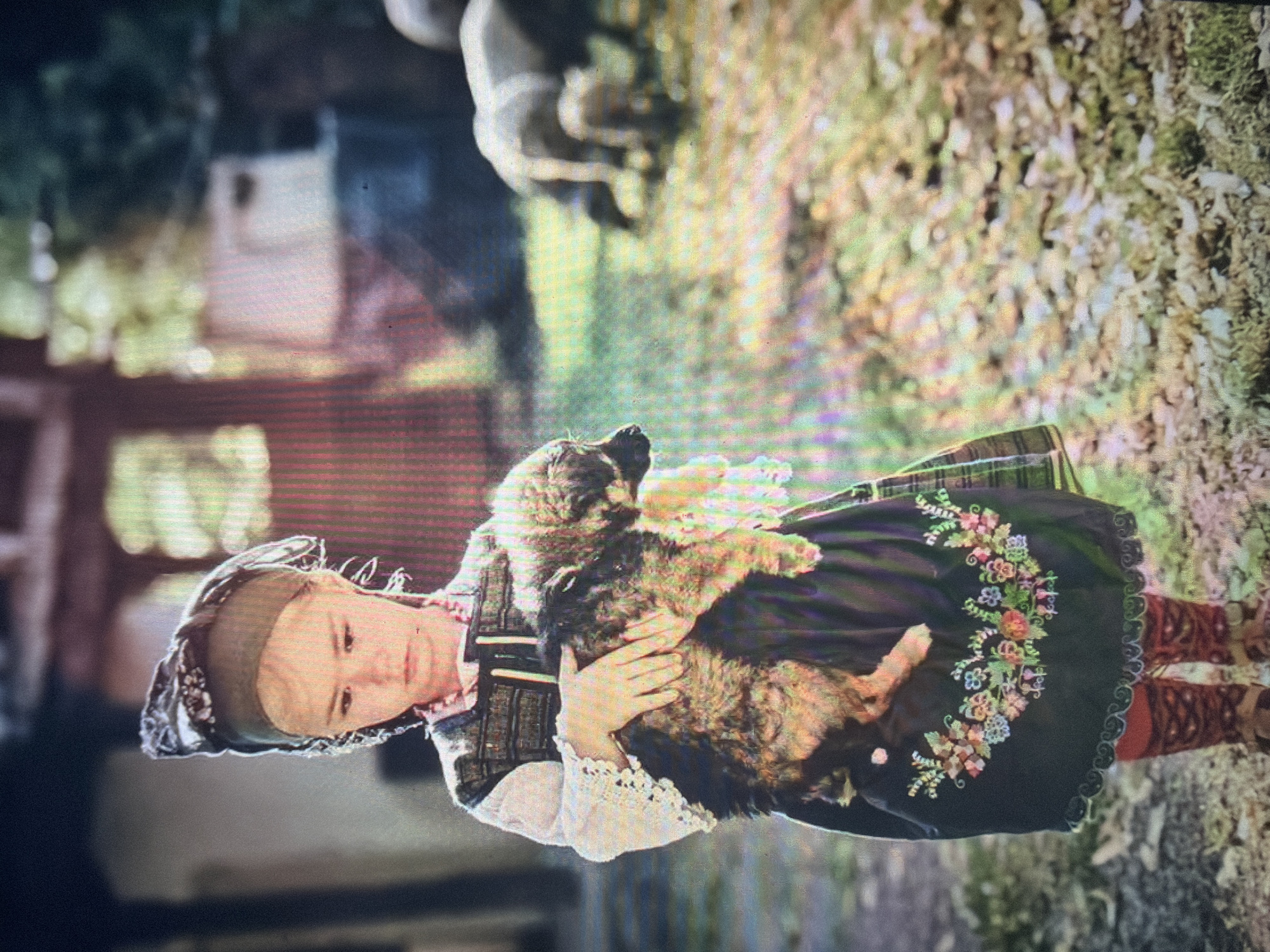 The image depicts a young girl standing outdoors, holding a small, shaggy dog. The scene is located in the city of Shumen, Bulgaria.
The girl, who appears to be of young age, faces forward with her gaze directed slightly downwards. She is dressed in traditional Bulgarian attire. Her head is covered by a dark, possibly olive-green, headscarf with a white or light-colored floral pattern on the top-right side. She wears a long-sleeved white blouse featuring distinct white lace cuffs. Over the blouse, she wears a dark, embroidered vest or pinafore with vertical decorative bands and horizontal stitching. A pink beaded necklace is visible around her neck. Her skirt is dark, likely black or dark blue, and features a prominent, vibrant floral embroidery pattern along the hemline, consisting of various multi-colored flowers and swirling motifs. Beneath the skirt, she wears patterned, possibly knitted or woven, red and brown leggings or socks with geometric designs. Her footwear appears to be dark, possibly sandals or traditional shoes.
She holds a small, shaggy dog, primarily brown and black in color, cradled in both arms. The dog's fur appears thick and somewhat matted. Its head is visible on the left side, facing towards the right.
The environment is an outdoor, sunlit area. The ground beneath the girl is uneven and covered with a mixture of dry leaves, grass, and earth, illuminated by dappled sunlight. In the blurred background, to the right of the girl, several sheep are visible, grazing or moving on a patch of green and brown ground. Further in the background, out-of-focus structures, possibly buildings or parts of buildings, and dense green foliage are present. The lighting suggests a bright, sunny day, with highlights and shadows indicating sunlight filtering through overhead elements.