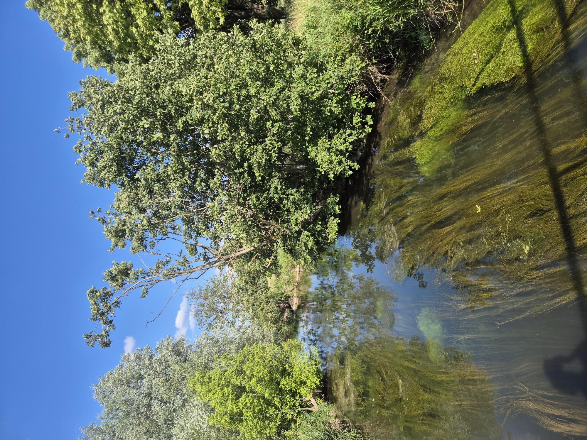 The image depicts a serene natural scene in the city of Landshut, Germany. A clear, shallow river flows through lush greenery, with trees and reeds lining its banks. The water reflects the bright blue sky and the surrounding foliage, creating a tranquil atmosphere. Aquatic plants are visible beneath the surface, swaying gently with the current. The overall impression is one of peace and natural beauty, untouched by urban development.