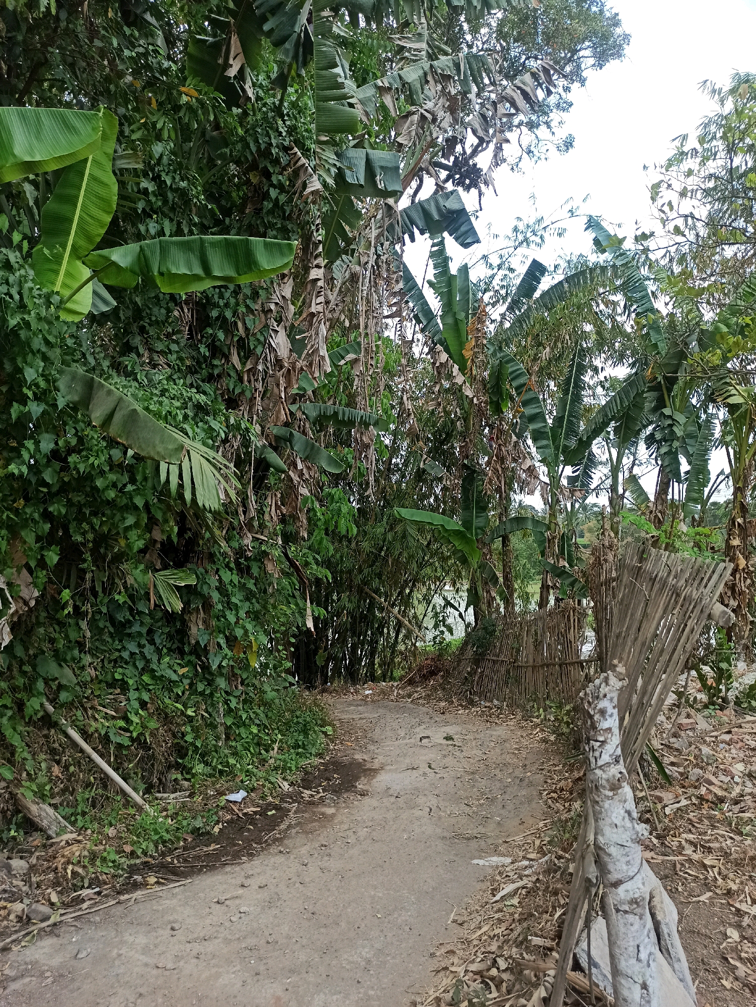 The image depicts a dirt path winding through a dense, tropical environment. Lush green foliage, including large banana leaves and vines, dominates the left side of the path, while a bamboo fence forms a border on the right. Dead leaves and branches are scattered on the ground. In the distance, beyond a break in the vegetation, a body of water is visible. The scene appears to be an unpaved rural road or pathway in a natural setting, likely in Brambang Darusalam, Indonesia, characterized by abundant vegetation and a simple, rustic fence. There are no people or animals visible in the image.