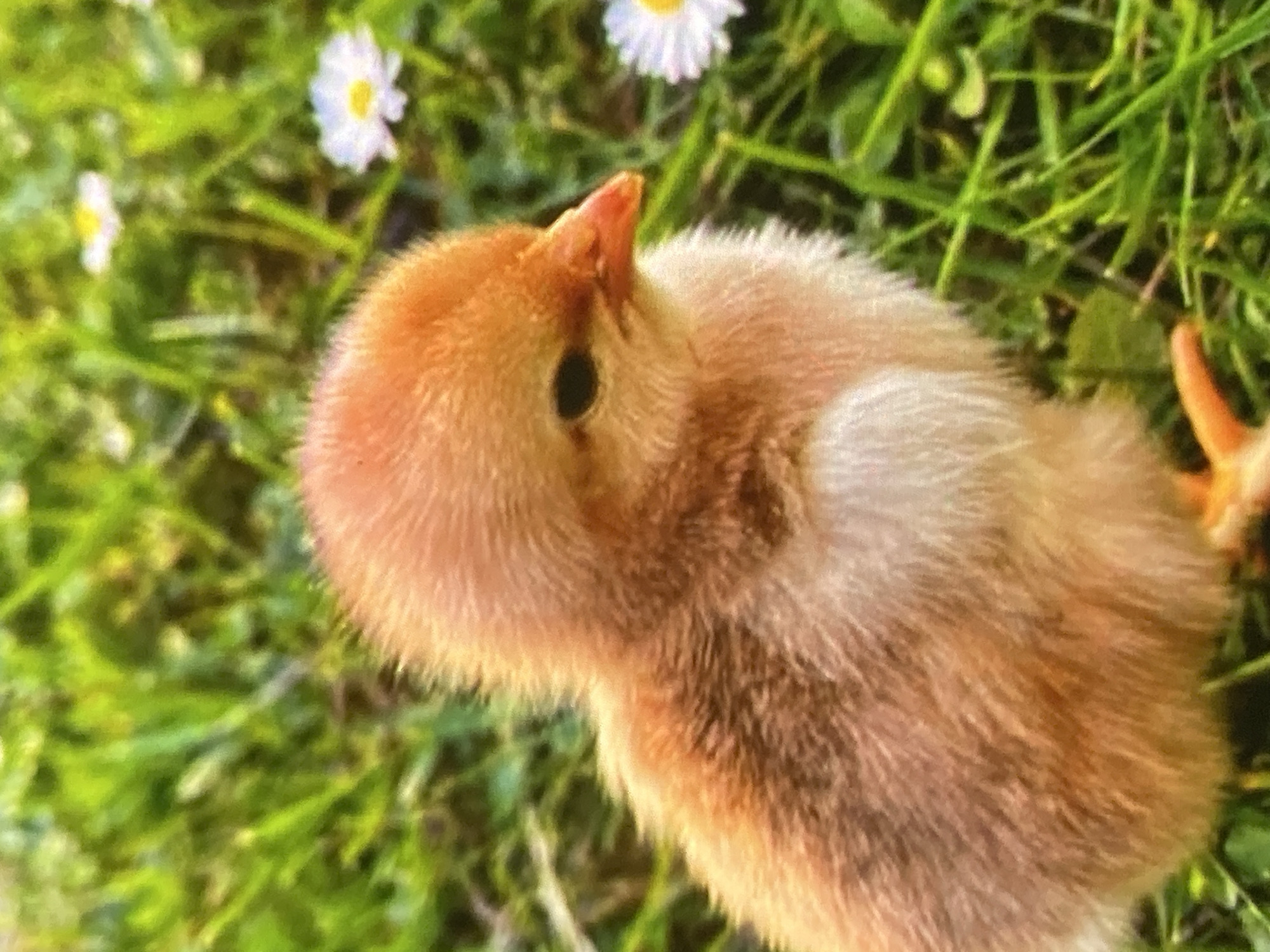 In Ustyvytsia, Ukraine, a close-up, eye-level shot captures a small, fluffy chick standing in a grassy area dotted with small white daisies. The chick, predominantly a warm orange-brown color with lighter cream-colored down on its chest, is positioned on the left side of the frame. Its head is turned to the right, revealing a dark eye and a bright orange beak. The background is a blur of green grass and white flowers, suggesting an outdoor, natural setting. The focus is sharply on the chick, highlighting its delicate features and soft texture.