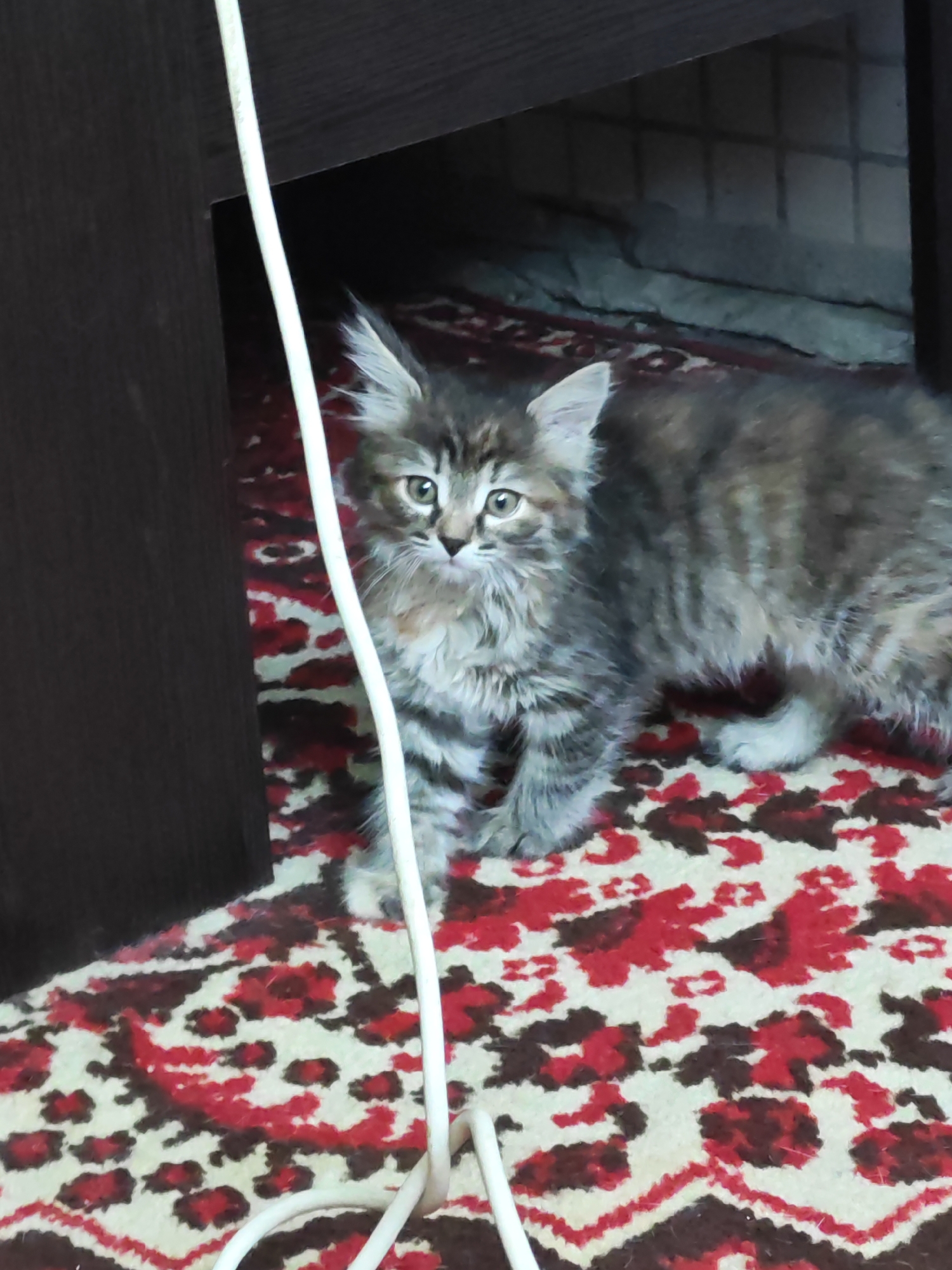 A fluffy, gray and black tabby kitten with large ears stands on a red and white patterned carpet. The kitten is looking forward with wide, green eyes. A white cable runs vertically in front of the kitten. In the background, there is a dark brown wooden cabinet and a tiled wall. The scene appears to be indoors, likely in a residential setting.