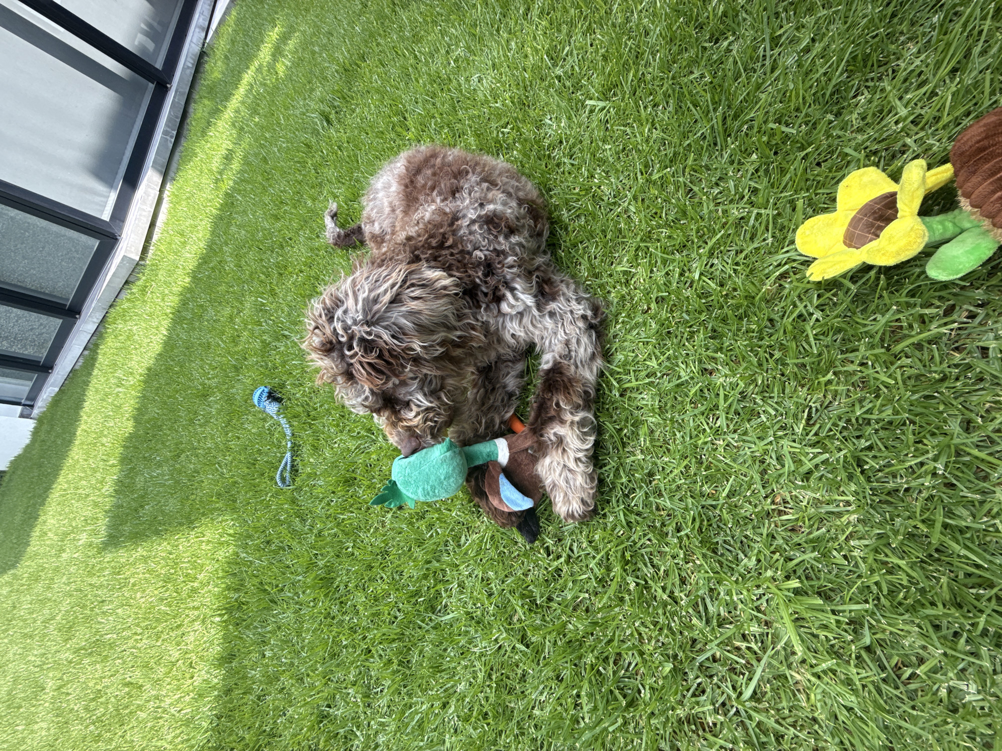 A brown, curly-haired dog lies on a patch of green grass in San Bernardino Tlaxcalancingo, Mexico. The dog is holding a stuffed duck toy in its mouth. A blue rope toy is visible on the grass to the left of the dog, and a stuffed sunflower toy is to the dog's right. Sunlight is partially illuminating the scene. Part of a building with windows is visible in the upper left corner.