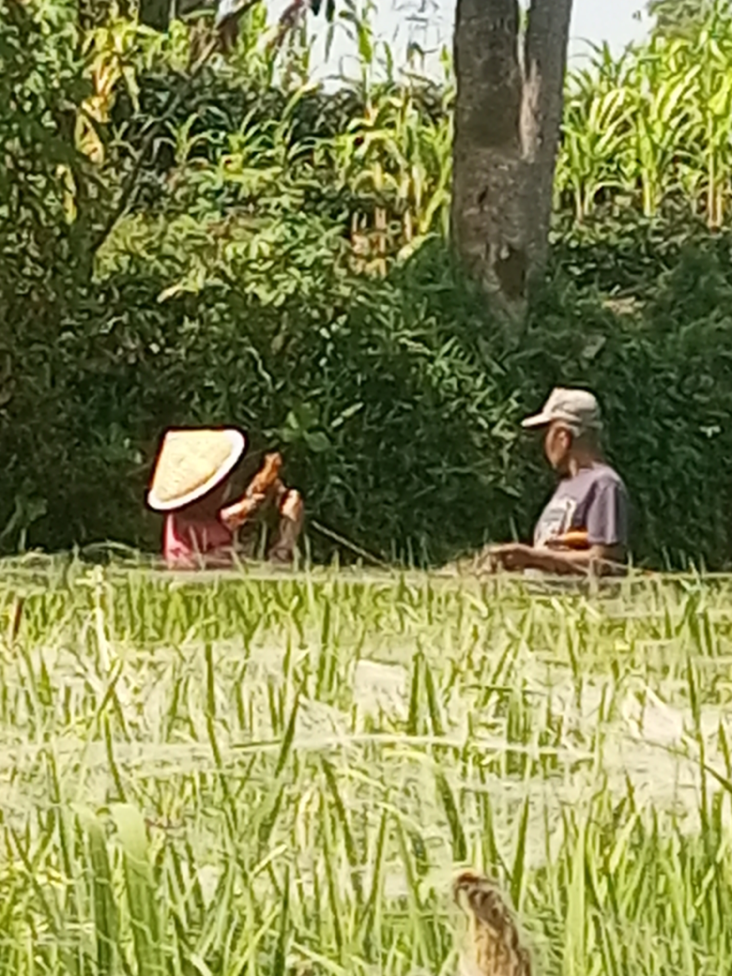 In Krasak, Indonesia, two individuals are observed in a flooded field of green vegetation, likely rice paddies, with lush foliage and trees in the background. On the left, a person wearing a conical hat and a reddish garment is hunched over, appearing to be engaged in work within the water. To the right, another individual is standing, wearing a light-colored cap and a purple t-shirt, also appearing to be occupied with an activity in the water. The water is shallow, with the vegetation growing up through it.