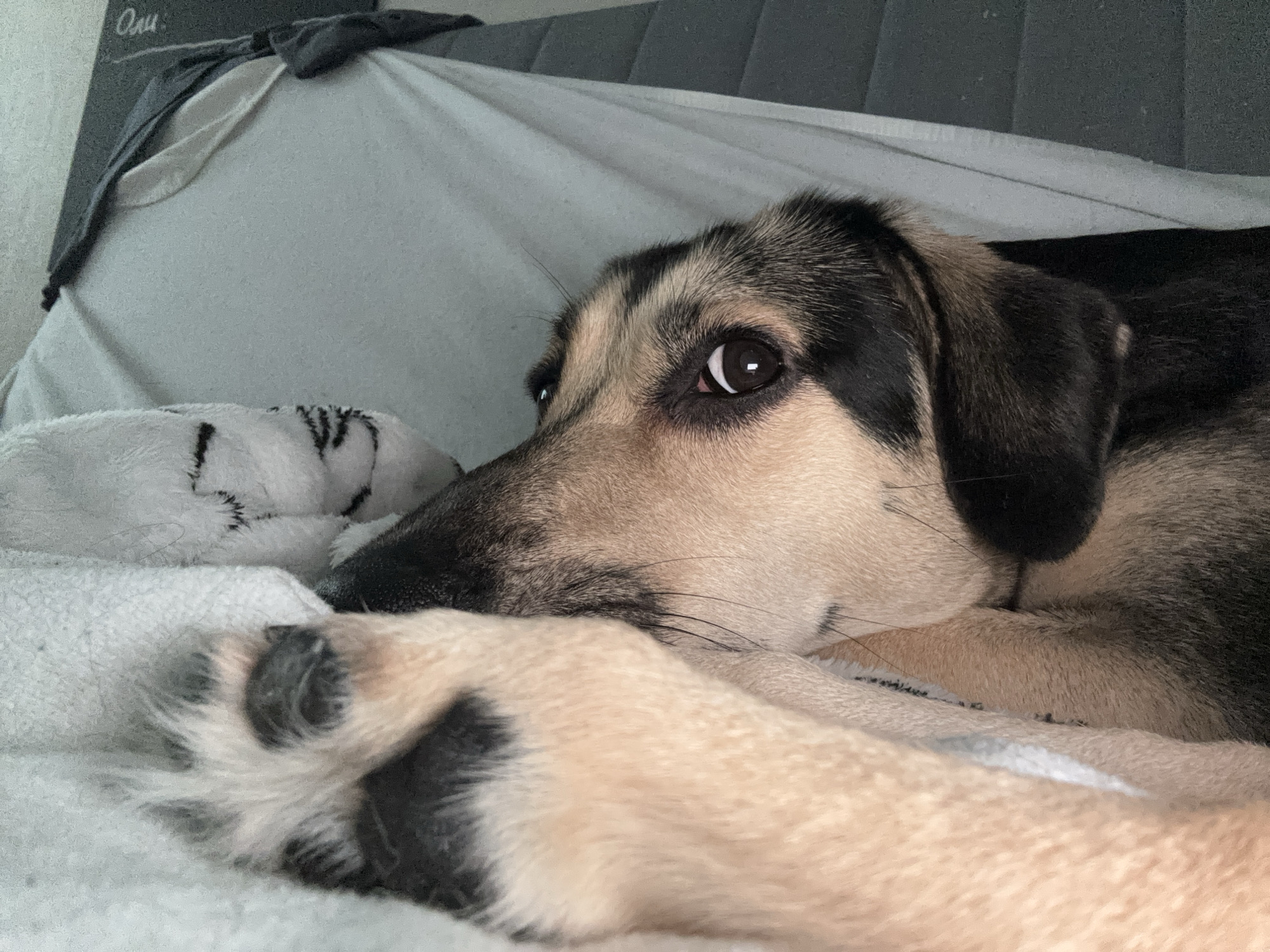 A close-up, eye-level shot captures a German Shepherd mix dog lying down on a white blanket, its head turned to the left. The dog has a tan and black coat, with prominent black markings around its eyes and ears. Its large, dark eyes are looking towards the camera with a slightly concerned expression. A portion of its front paw, covered in light-colored fur with black pads, rests in the foreground, obscuring part of its face and the blanket. The background consists of crumpled grey and white fabric, creating a soft, indoor setting. The dog appears relaxed, nestled amongst the blankets. The image was taken inside an apartment on Oktyabrskaya Street in Saint Petersburg, Russia.