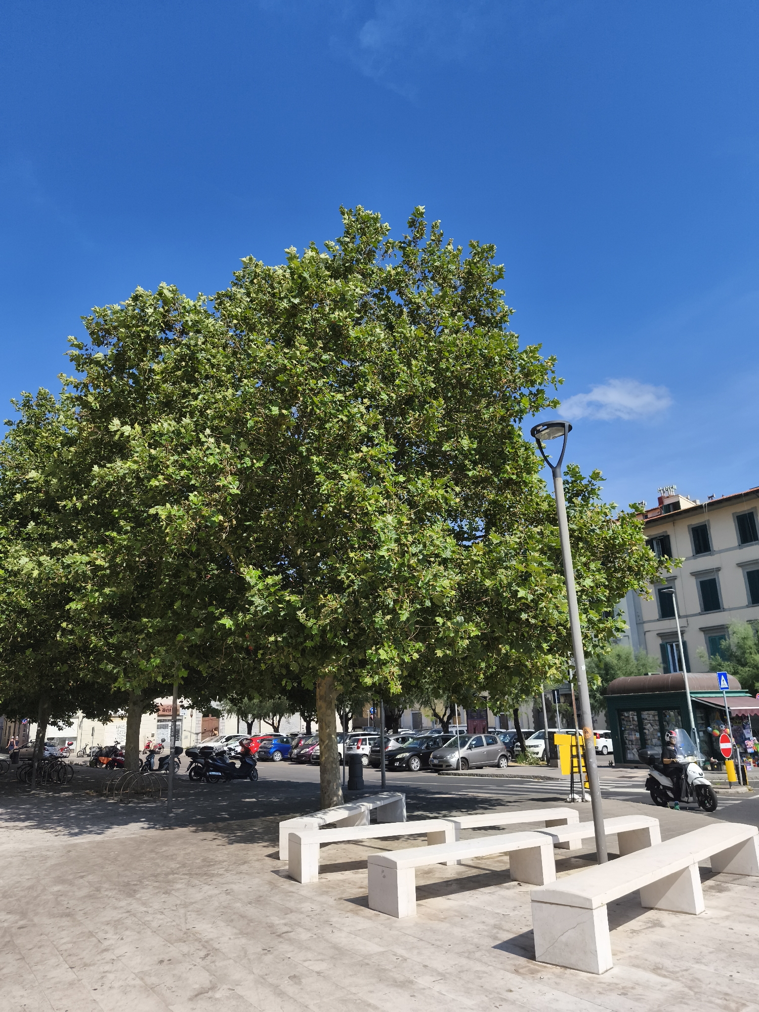 The image depicts a bright, sunny day in what appears to be a city square or street in Livorno, Italy. A large, leafy green tree dominates the left side of the frame, casting dappled shadows on the light-colored paved ground. In the foreground, several modern, minimalist concrete benches are arranged in a semi-circle. To the right of the tree, a street light with a curved metal arm stands tall. Beyond the tree and benches, a street is visible with parked cars, including a blue hatchback, a red hatchback, and several silver cars. A white scooter with a rider wearing a helmet is in motion on the street, heading towards the right side of the frame. In the background, a multi-story building with light-colored facades and dark-shuttered windows stands. A green kiosk or small shop is also present on the right side of the street, with a red and white traffic sign and a pedestrian crossing visible nearby. The sky is a clear, vibrant blue with a few wispy white clouds.