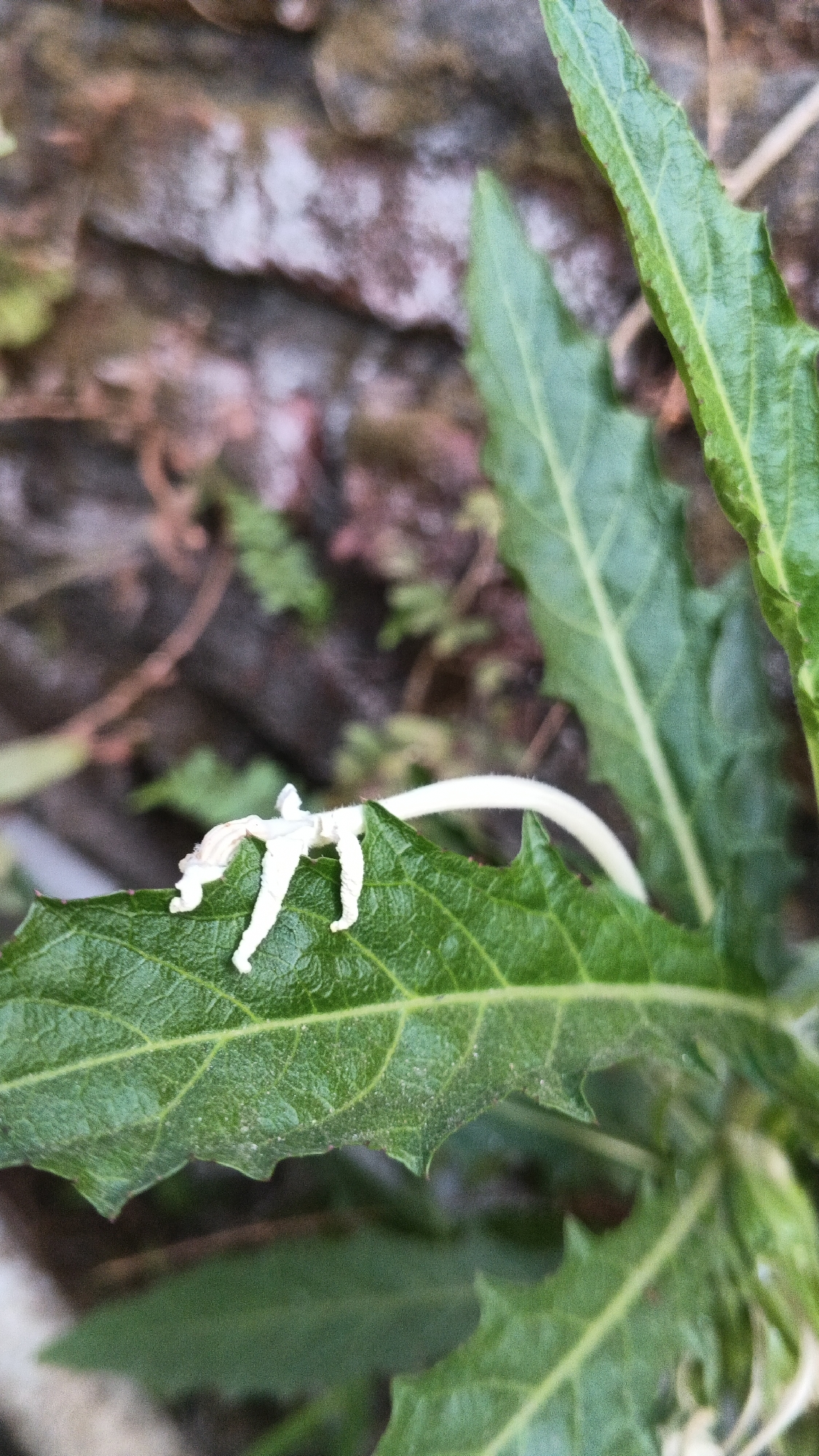 A close-up, eye-level, vertical shot shows a small, white, star-shaped insect on a green leaf. The insect's body is segmented and has four legs that are spread out. Its antennae are pointed upwards, and its wings are folded back. The leaf is serrated and has a rough texture. In the background, a blurred brick wall and green foliage are visible.