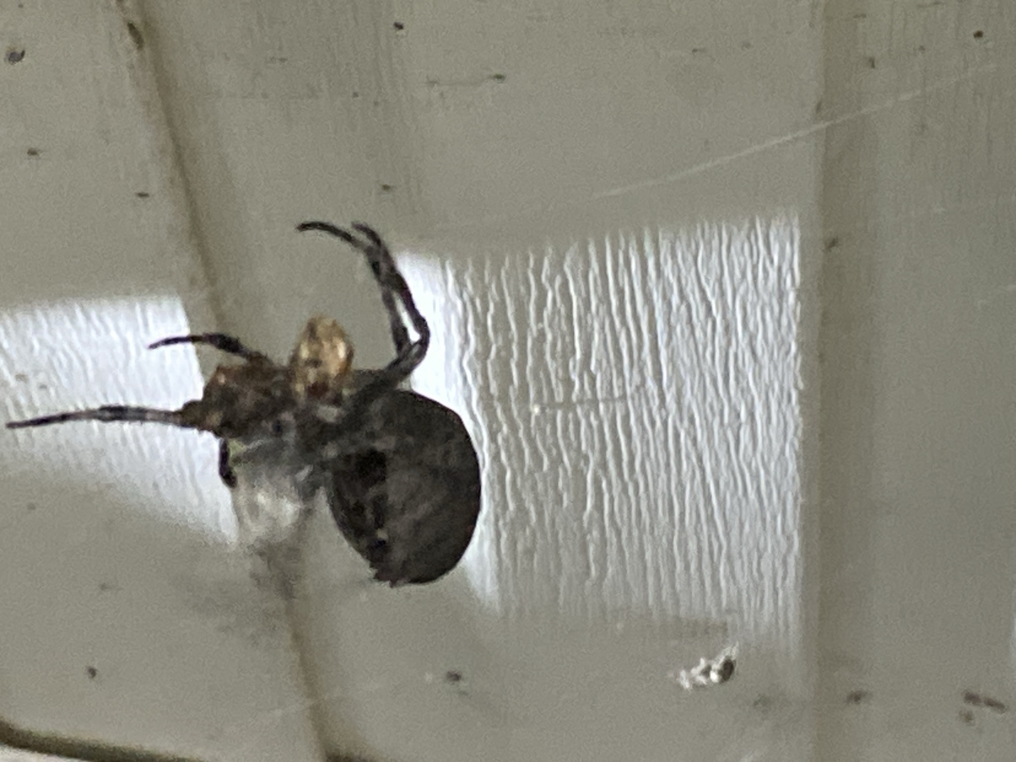A close-up, low-angle shot shows a dark spider clinging to a textured, white surface that appears to be the exterior of a building. The spider is positioned on its back, with its legs splayed out. Its body is segmented and appears to have a lighter-colored abdomen. The white surface has a ribbed texture, suggesting it could be siding or some other building material. A thin strand of spiderweb is visible stretching across the frame. The lighting suggests it might be daytime, with shadows cast by the ribbed texture. The background is out of focus, but the white surface extends into the distance. There is no visible text or human presence in the image.