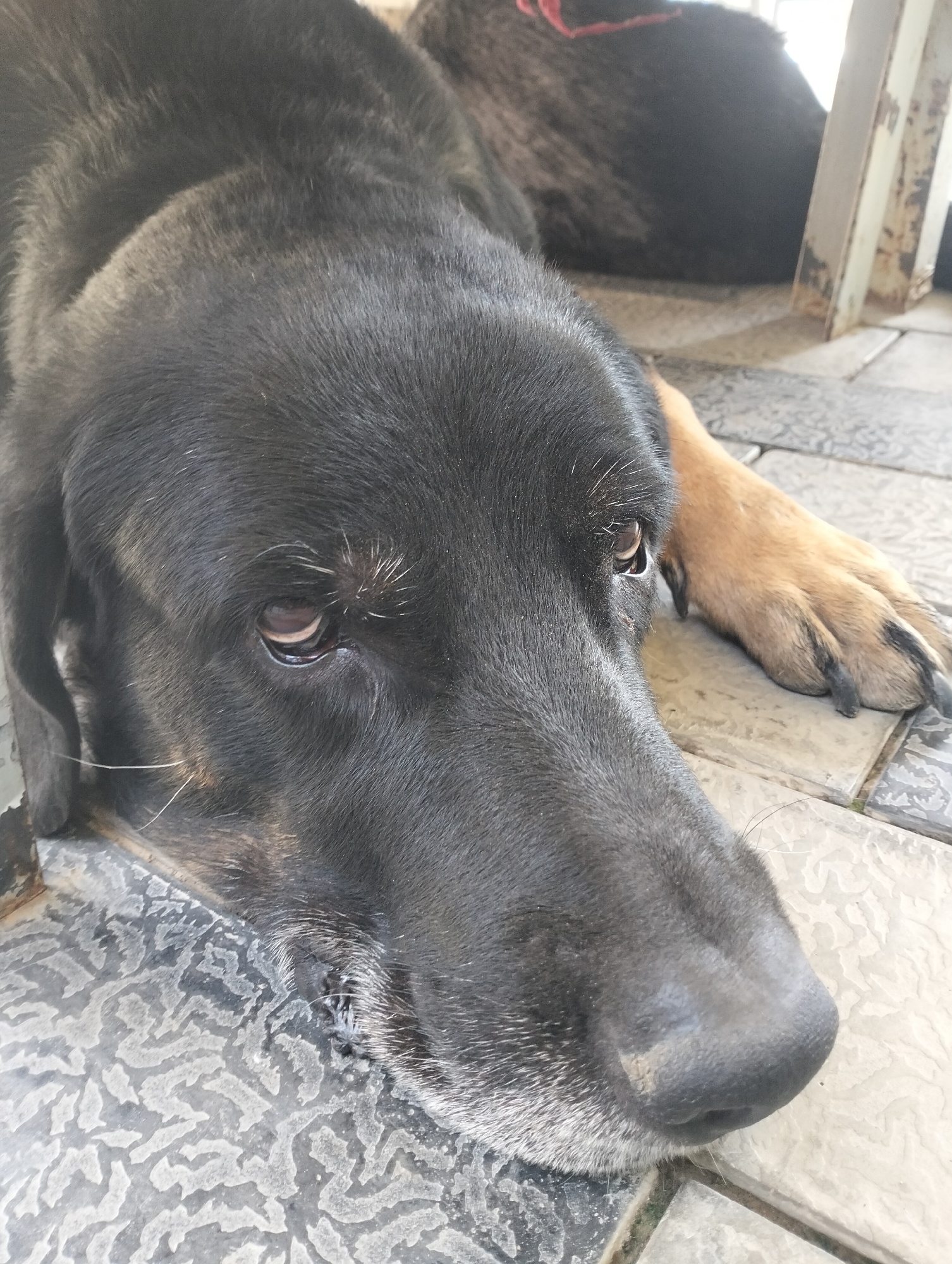 A black dog with tan markings on its paws and snout rests on a patterned tiled floor. The dog's head is close to the camera, with its eye partially visible. A red collar is visible around the dog's neck in the background. The scene appears to be outdoors, possibly in a shaded area given the lighting. The overall impression is of a relaxed or resting animal in a domestic setting, likely a yard or patio. The location in Yangiiul, Uzbekistan, suggests a warm climate.