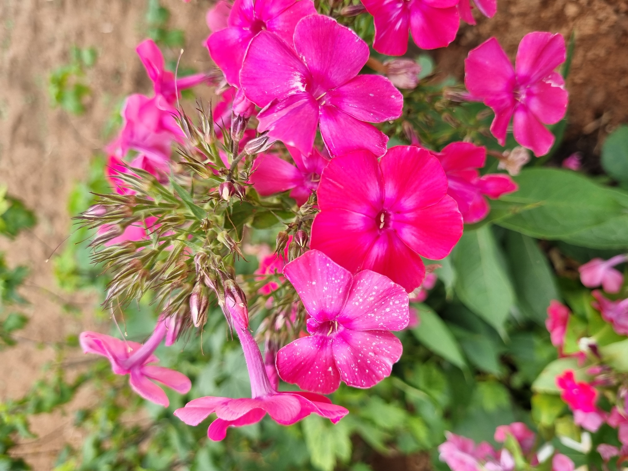 A close-up, eye-level, vertical shot captures a cluster of bright pink phlox flowers in bloom, set against a soft-focus background of green foliage and brown soil. The flowers are vibrant, with some petals exhibiting delicate white speckles. The center of each flower reveals its stamen. The image is devoid of any human presence or activity. The environment suggests an outdoor garden or natural setting, possibly in Shymkent, Kazakhstan, during warmer months.