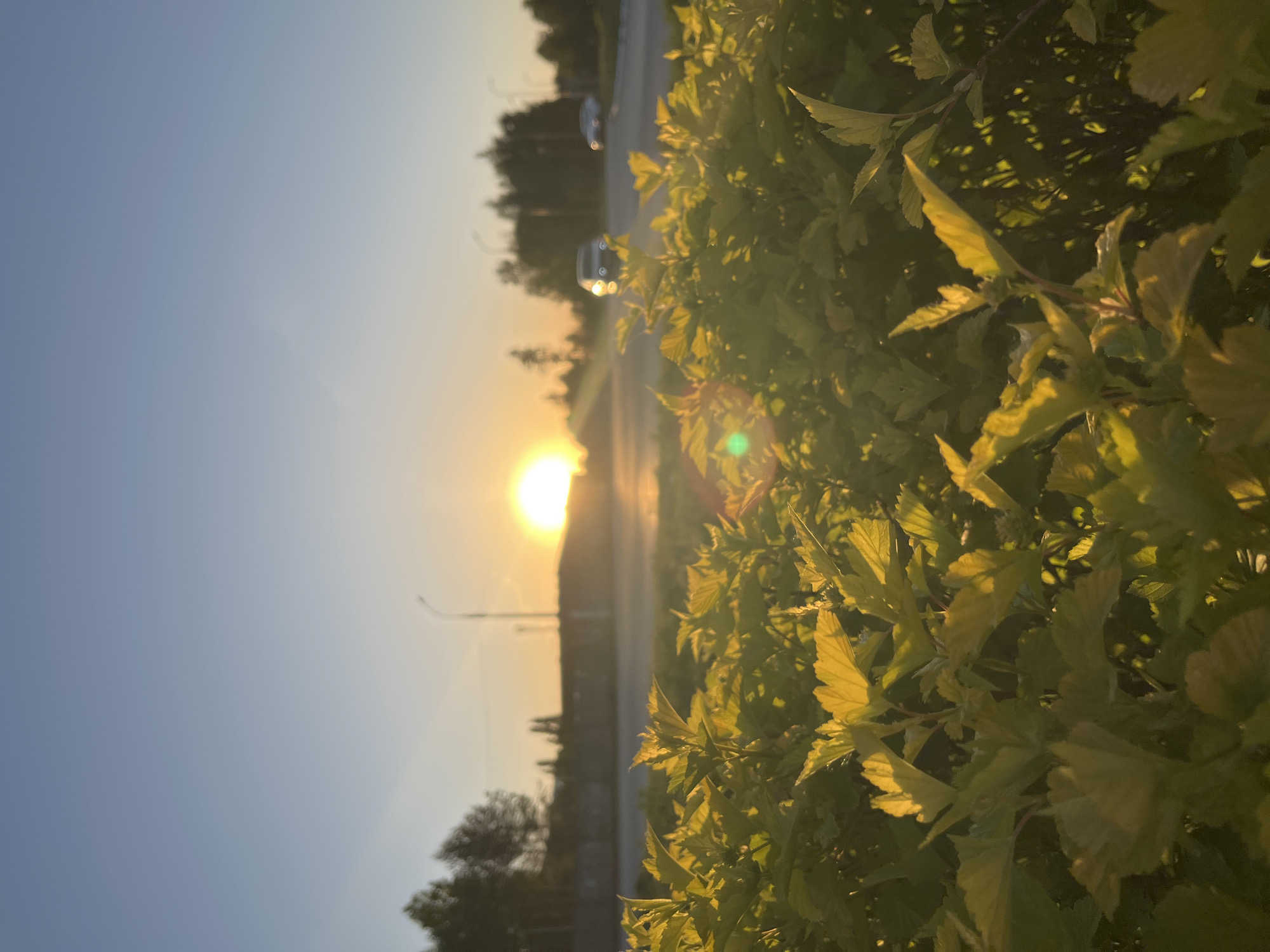 The image captures a sunset view from what appears to be the city of Chaikovsky, Russia. A road stretches toward the horizon, with a setting sun positioned in the center. Two cars are visible on the road. A bush or foliage dominates the right side of the frame. A streetlight is present on the side of the road. The sky transitions from light blue to a golden hue, suggesting either sunrise or sunset. Trees line the side of the road as well.