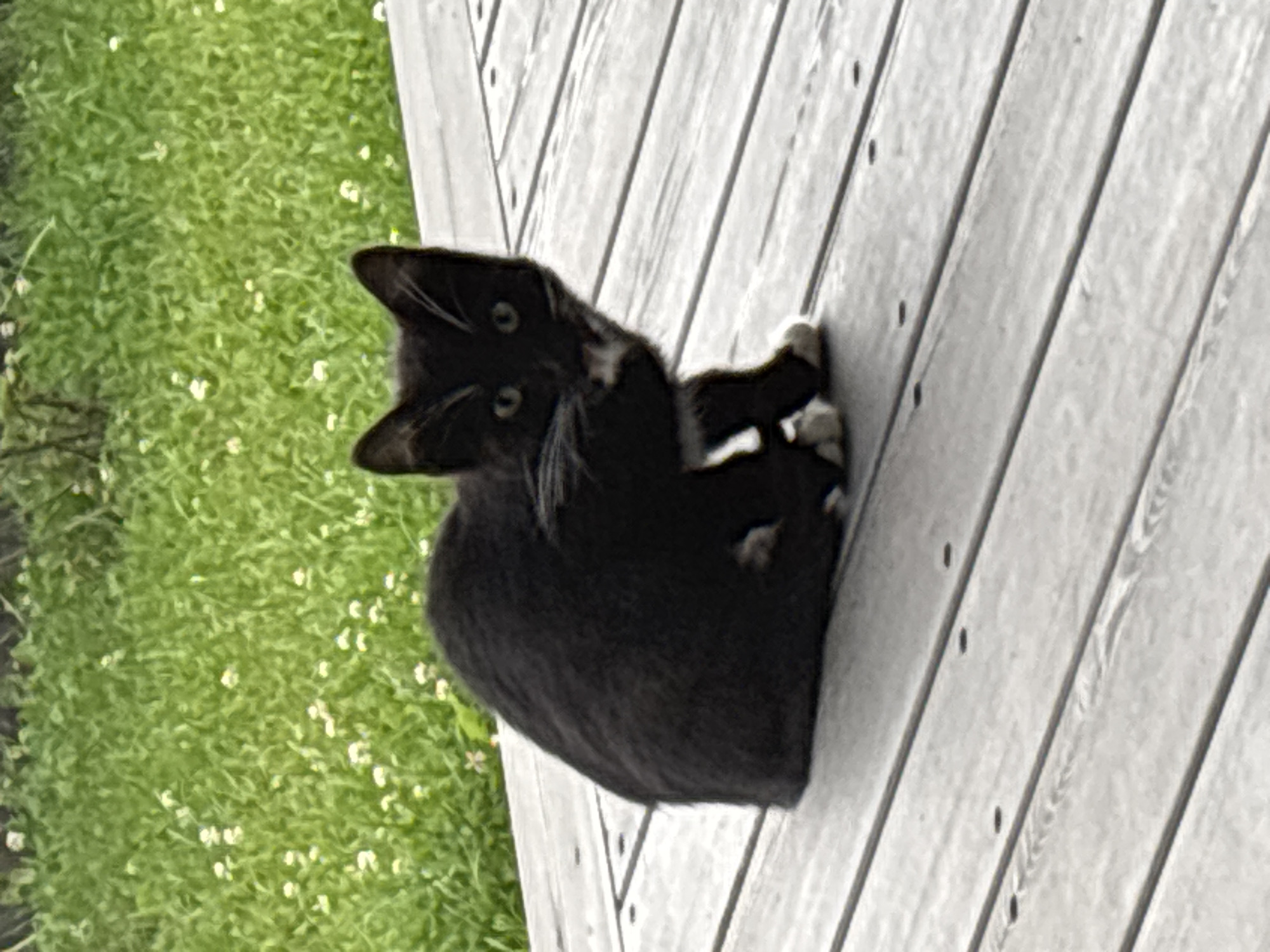 A black and white kitten is sitting on a wooden deck in Zvenigorod, Russia. The kitten is facing the camera and looking directly at it. The kitten has green eyes and white paws. The wooden deck is made of gray planks. In the background, there is a patch of green grass with small white flowers. The image is taken from a medium distance.