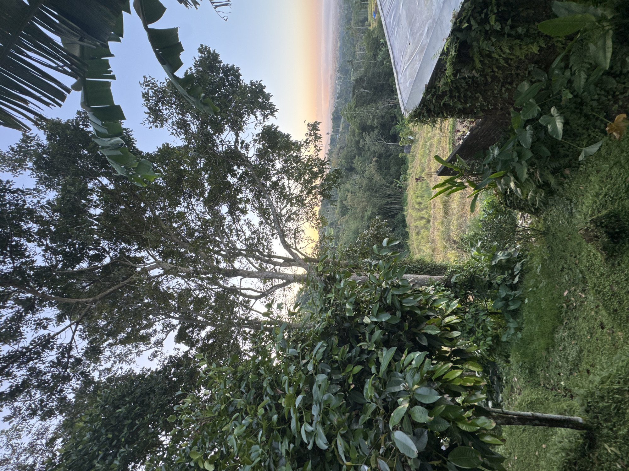 The image depicts a lush, green landscape with a vista of rolling hills and a misty valley under a pastel sky at dawn. In the foreground, a dense canopy of trees and foliage dominates the left side of the frame, with large, waxy leaves and intricate branches. To the right, a portion of a building with a corrugated metal roof covered in a white tarp is visible. The building's walls are heavily draped with ivy and other creeping plants. A dry, golden field stretches out in the middle ground, bordered by bamboo and other dense vegetation. The background reveals a hazy valley with scattered trees and structures, suggesting a rural or semi-rural setting. The overall atmosphere is serene and natural, characteristic of the countryside in Baturiti, Indonesia. There are no people or animals visible in the image. The lighting suggests early morning, with soft, diffused light and warm hues of orange and pink on the horizon.