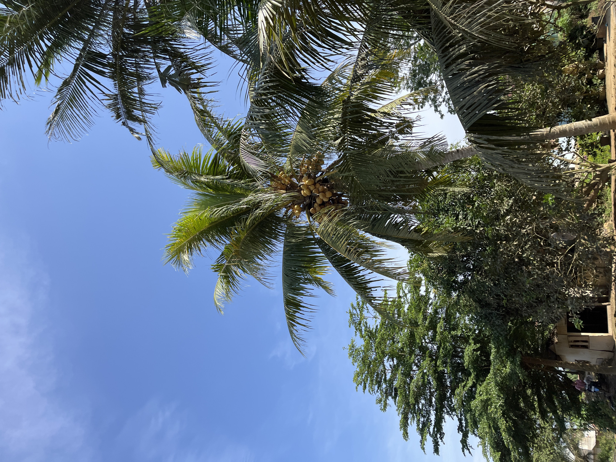 The image shows a cluster of coconut trees with ripe coconuts against a clear blue sky. In the foreground, there are lush green trees and a small, simple building. To the left of the building, a man in a pink shirt is sitting on a motorbike. The overall scene suggests a tropical environment, possibly in Sukajadi, Indonesia, given the presence of coconut trees and the style of the building. The lighting indicates it is daytime, with the sun casting shadows.