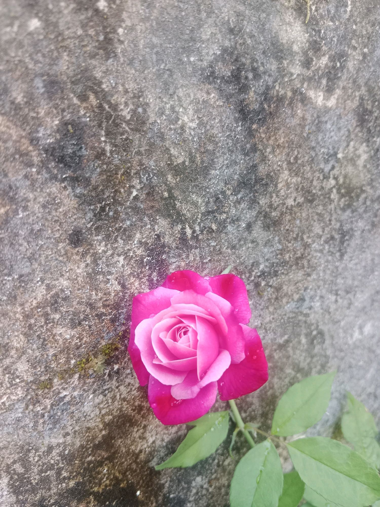A single, vibrant pink rose with dew drops on its petals lies on a textured, gray, concrete surface. The rose, positioned in the lower center of the frame, is a focal point against the muted background. Several green leaves extend from the stem of the rose. The concrete surface shows signs of age and weathering, with variations in tone and texture. The scene appears to be located outdoors, possibly in a garden or courtyard in Prigen, Indonesia, given the context. No people or specific actions are depicted.