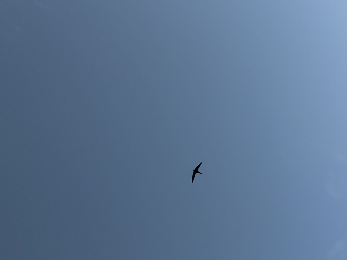 A single bird is flying in the clear, blue sky. The bird appears to be dark or black in color, and its wings are outstretched as it soars. The background consists solely of the uniform blue expanse of the sky.