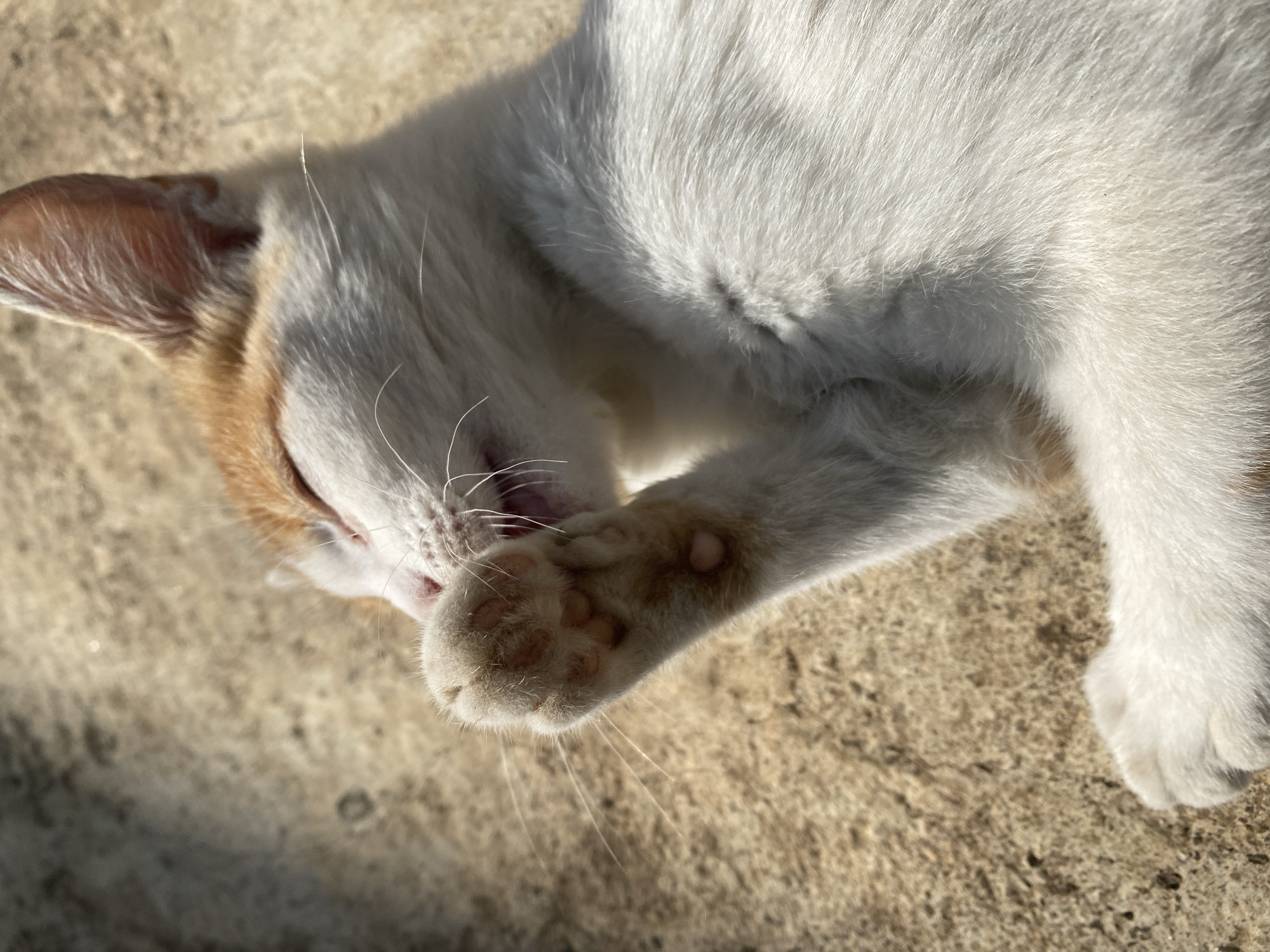 A white and tan cat is lying on a concrete surface. The cat is positioned in the center of the image with its face close to its paw. The paw is covering part of its face. The surface appears to be outdoors and lit by bright sunlight. The image provides no indications of Maigizo, Nigeria.