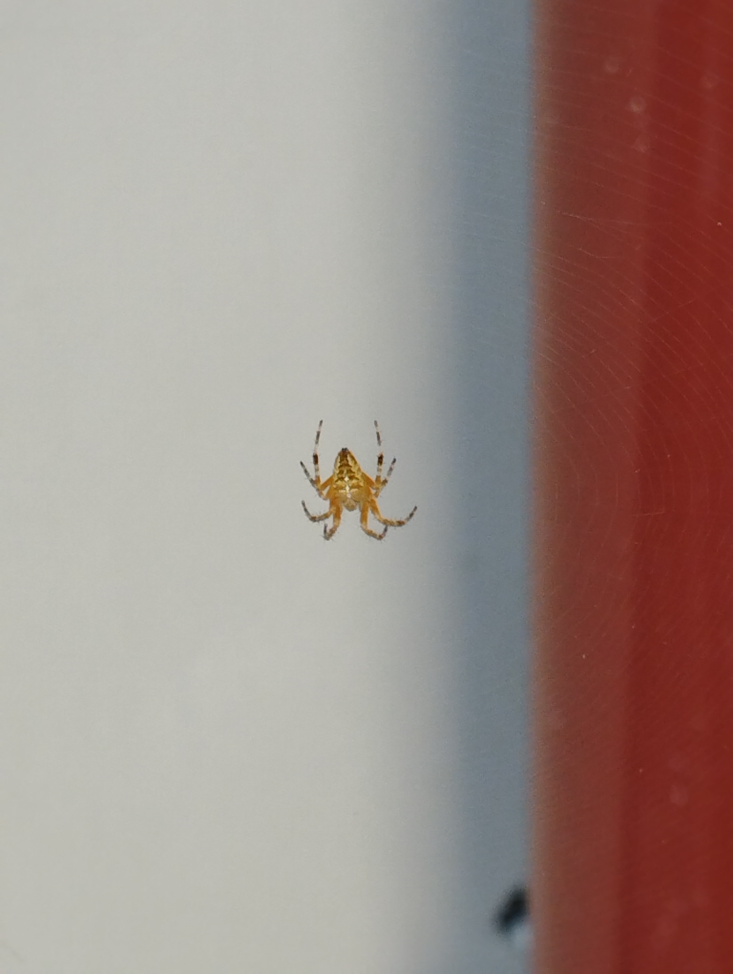 A small, orange spider is suspended in mid-air against a pale gray background. The spider, likely a juvenile, has its legs spread out, giving it a star-like appearance. Its body is segmented, with a distinct cephalothorax and abdomen. A portion of a red, textured object is visible on the right side of the image, blurred and out of focus. The environment appears to be indoors or sheltered, possibly on a windowpane or a smooth, flat surface, given the reflections and the way the spider is suspended. There is no indication of the city of Hospozín, Czechia, in the image.