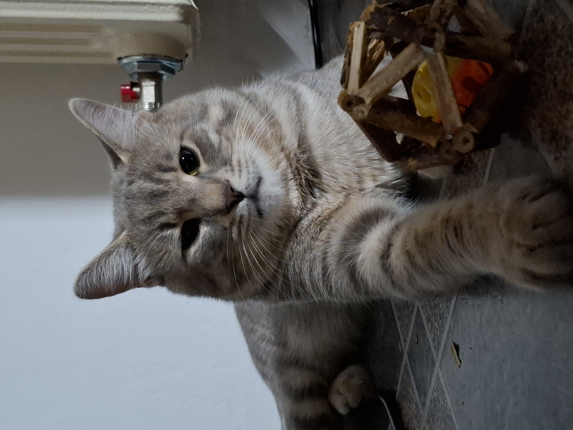 A light gray tabby cat lies on a gray tiled floor next to a white wall and a white radiator in Novi Sad, Serbia. The cat is facing the camera with its head tilted to the right, and its paws stretched out to the right side. The cat's left eye is slightly squinted. A wooden toy with a yellow and orange ball inside rests near the cat's paw. A red valve is visible on the radiator.