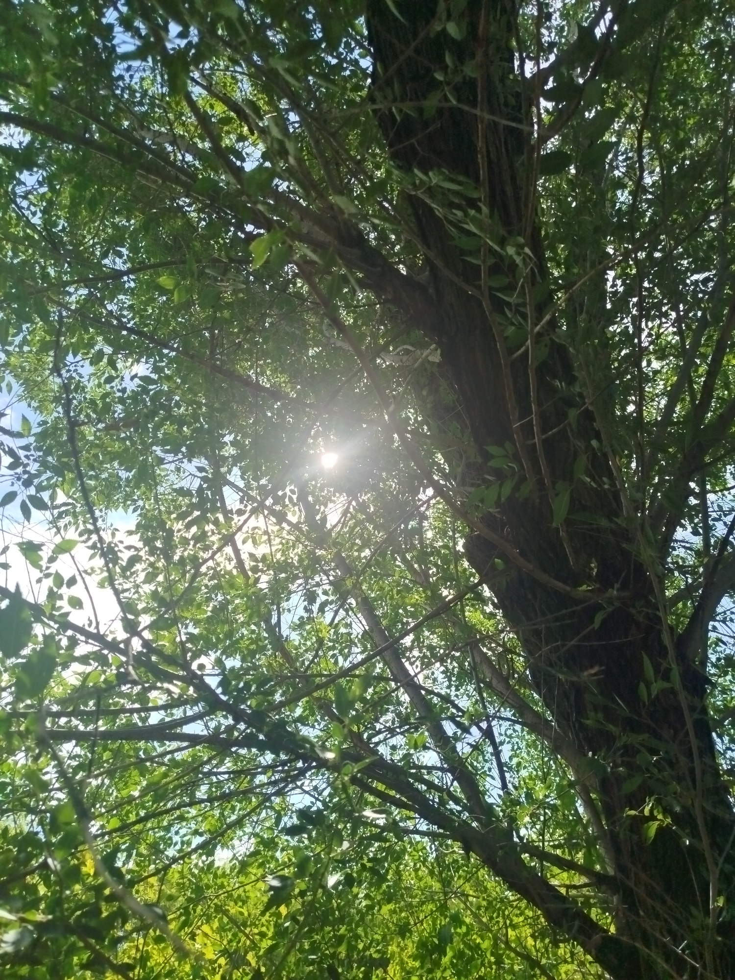 This is a photograph taken from below, looking up at the canopy of a large tree. The sun is shining through the leaves, creating a bright, dappled effect and some lens flare in the upper right quadrant. The leaves are a vibrant green, and the branches of the tree are dark and gnarled. The sky is visible in the background, appearing as a bright blue. The image captures a natural, outdoor scene with no people or man-made structures immediately apparent. The location is identified as the city administration of Qarağandı, Kazakhstan.