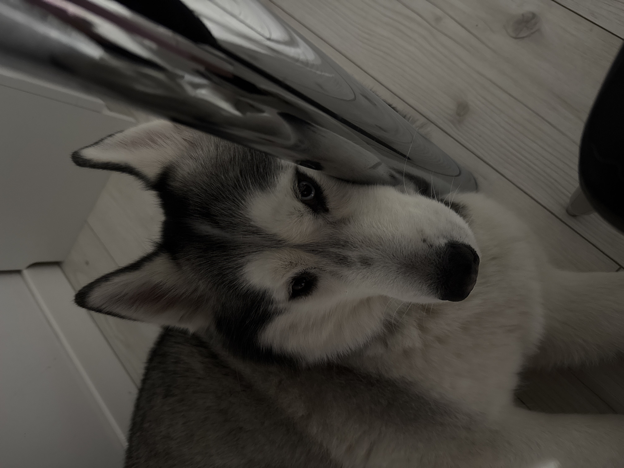 An indoor scene in Unknown, Unknown, features a gray and white Siberian Husky dog. The dog is positioned in the lower-left and central areas of the frame, with its head tilted and resting against a vertical, highly reflective, metallic object on the right. The husky's blue eyes are directed towards the viewer. Its fur exhibits patterns of dark gray, black, and white, with darker markings on the ears and top of the head, transitioning to lighter shades on the face, chest, and legs. A black nose and visible whiskers are present. The floor consists of light-toned wooden planks. A white baseboard abuts a light-colored wall in the upper-left background. A dark, out-of-focus object is partially visible in the bottom right corner.