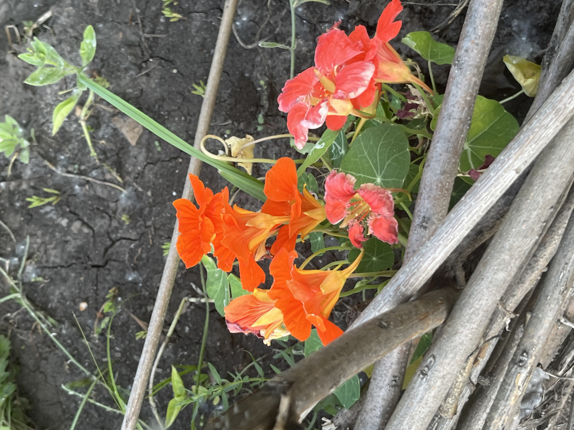 This media file is a close-up, eye-level shot of nasturtium flowers in a garden setting. The subjects are several vibrant orange and coral nasturtium flowers in various stages of bloom, interspersed with their distinctive circular, green leaves. The flowers are clustered together and appear to be growing in dark, cracked soil. Several dry, grey branches or sticks are arranged diagonally in the foreground and middle ground, partially obscuring the flowers and the ground. Thin green stems and leaves of other small plants are visible, particularly in the background and to the left of the frame. The overall impression is of a natural, slightly wild garden area.
There is no discernible activity or event taking place; it is a still image of flora. The lighting suggests it is daytime, possibly late morning or afternoon, with natural light illuminating the scene. The presence of cracked soil might indicate a dry period. The location context provided is Dnipro, Ukraine, which, combined with the visual elements of a garden, implies an outdoor, possibly domestic or community garden environment. There are no people, text, or specific temporal indicators like weather conditions such as rain or snow. The emotions evoked are primarily those of natural beauty and growth.